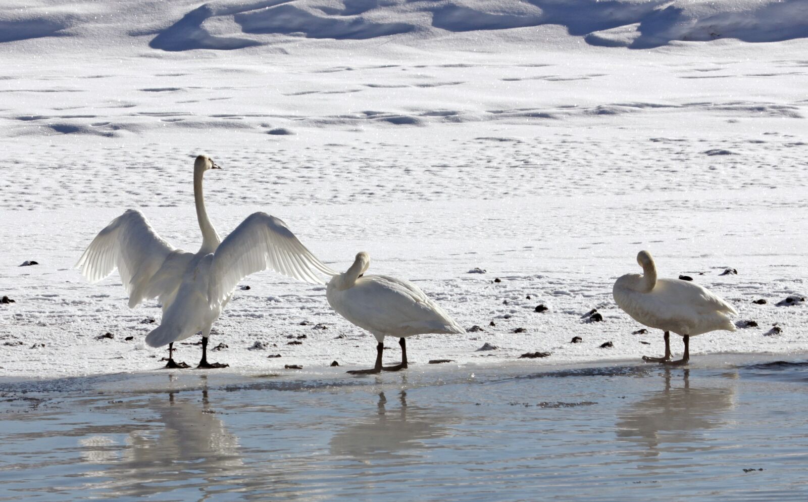 Canon EOS 550D (EOS Rebel T2i / EOS Kiss X4) sample photo. Trumpeter swans, winter, park photography