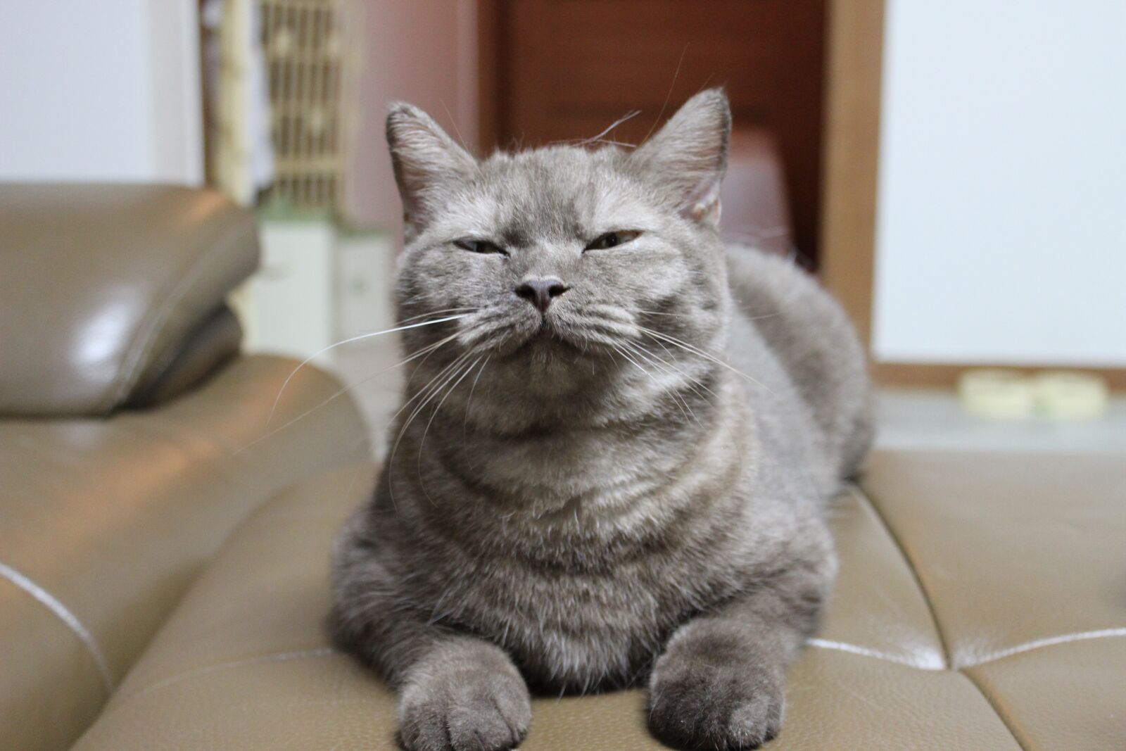 Canon EOS 600D (Rebel EOS T3i / EOS Kiss X5) sample photo. British, cat, breed cemetery photography