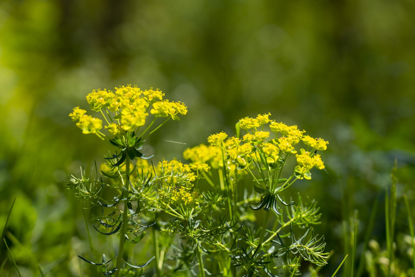Sony FE 24-105mm F4 G OSS sample photo. Flowers, nature, spring photography