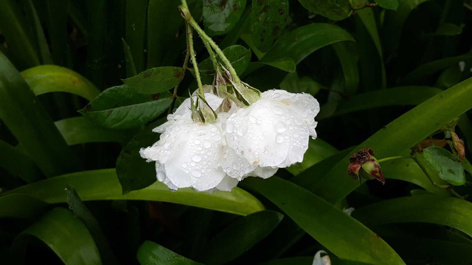 Samsung Galaxy Note5 sample photo. Flower, water, nature photography