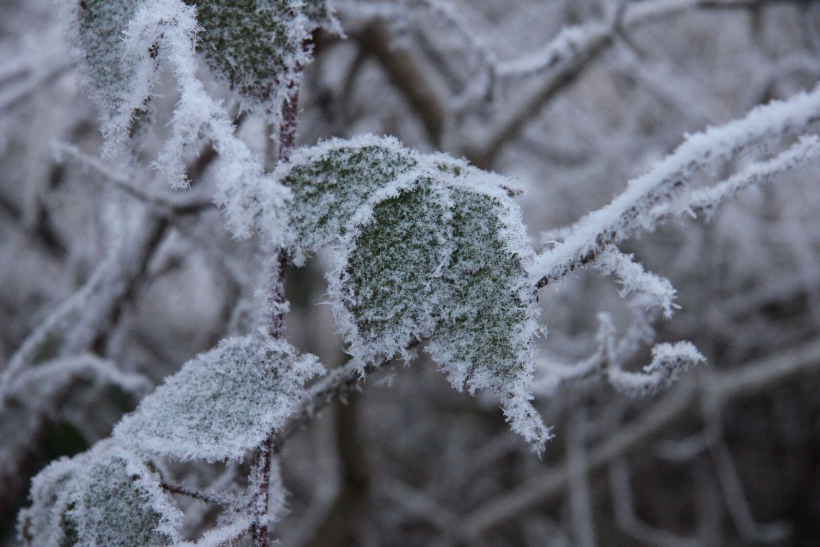 Canon EOS 550D (EOS Rebel T2i / EOS Kiss X4) sample photo. Winter, snow, cold photography