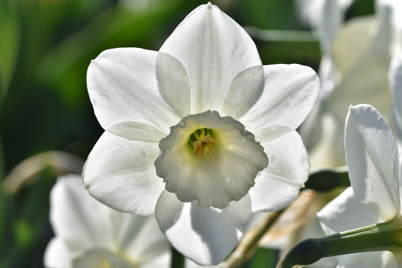 Nikon D7200 sample photo. Narcissus, blossom, bloom photography