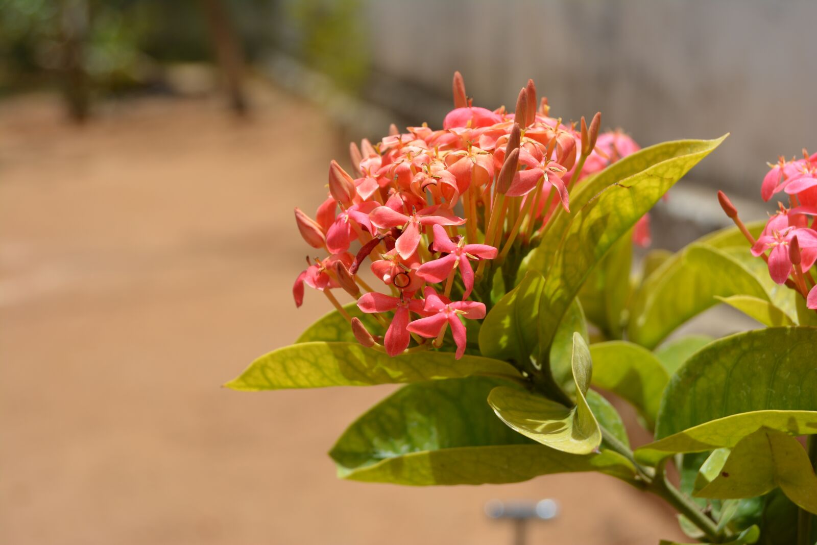 Nikon D5200 sample photo. Flower, nature, flora photography