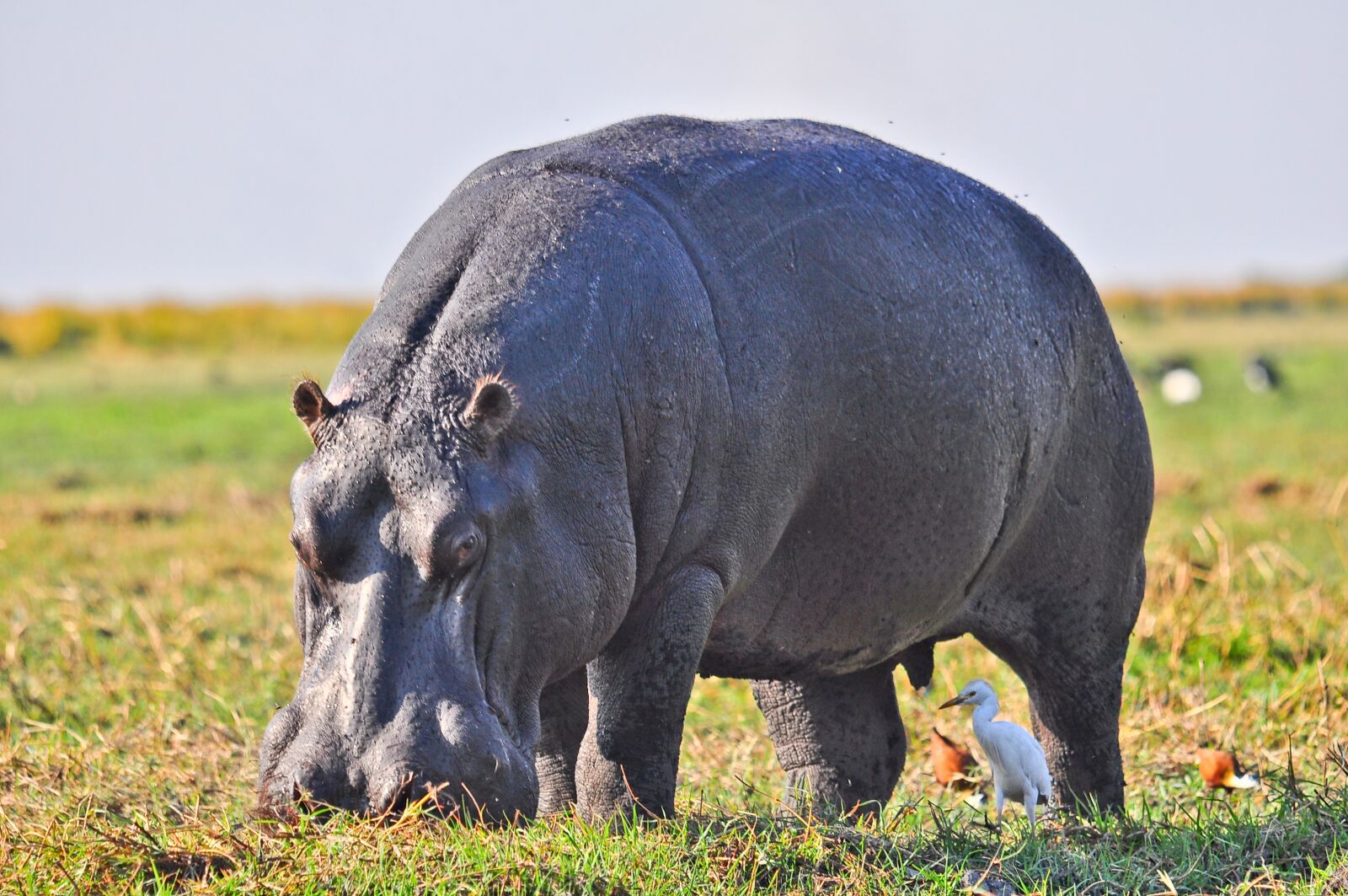Nikon D90 sample photo. Mammal, grass, animal photography