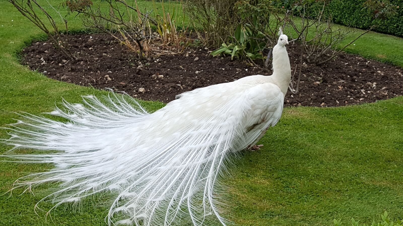Samsung Galaxy S6 sample photo. Peahen, bird, feathers photography