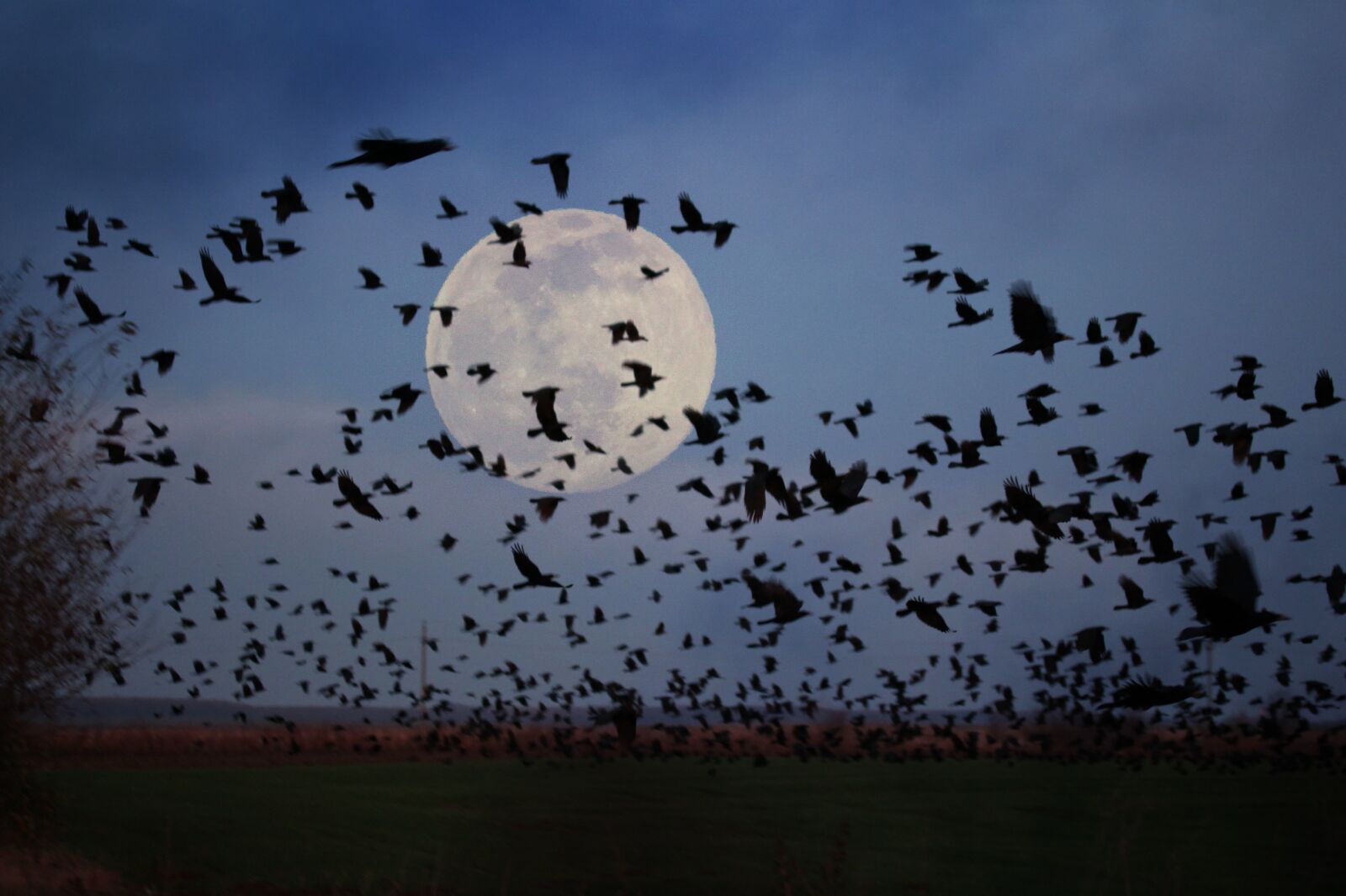 Canon EF-S 60mm F2.8 Macro USM sample photo. Luna, birds, flight photography
