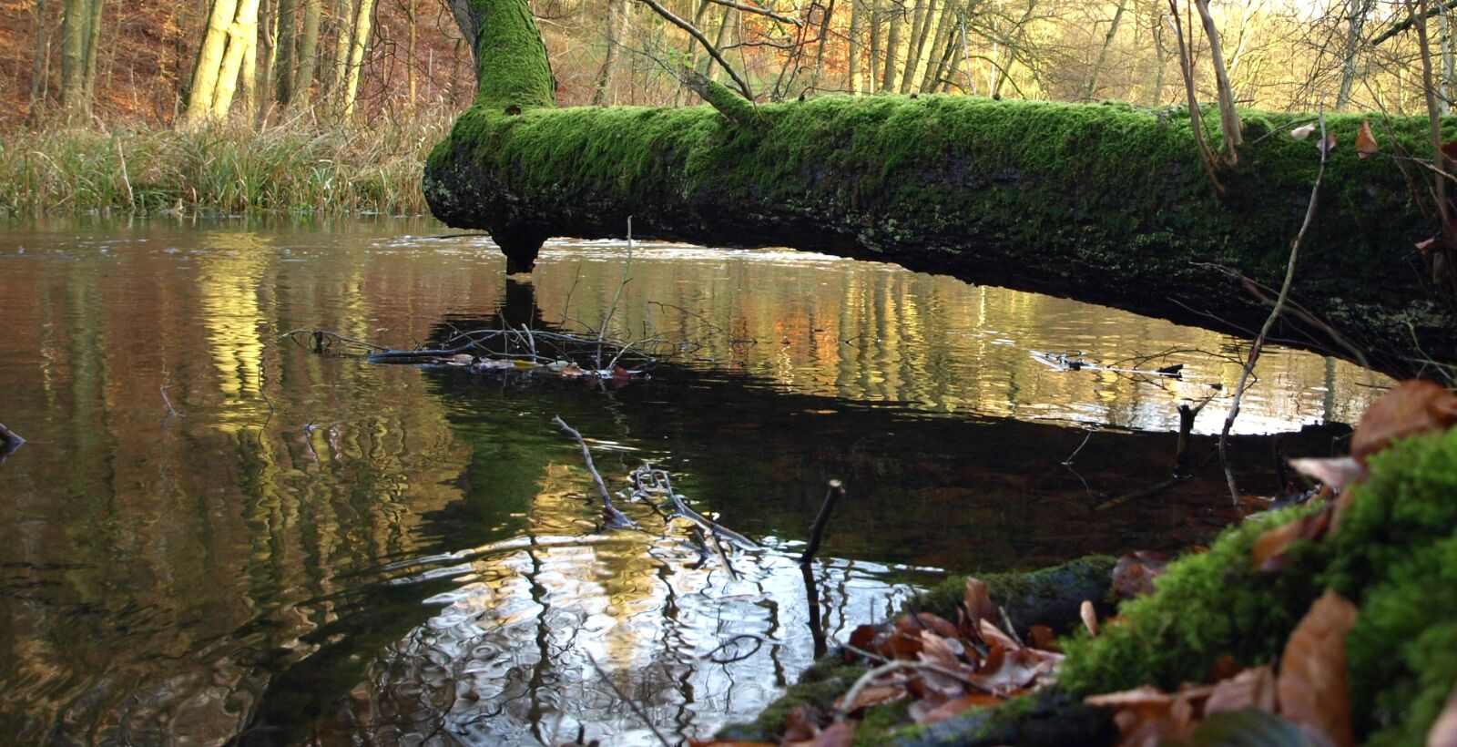Olympus E-510 (EVOLT E-510) sample photo. Tree, moss, nature photography