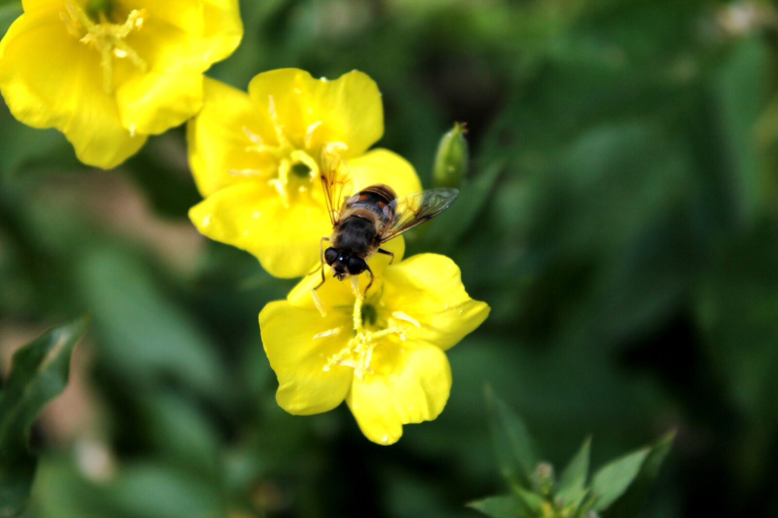 Canon EOS 1100D (EOS Rebel T3 / EOS Kiss X50) sample photo. Bee, flower, spring photography