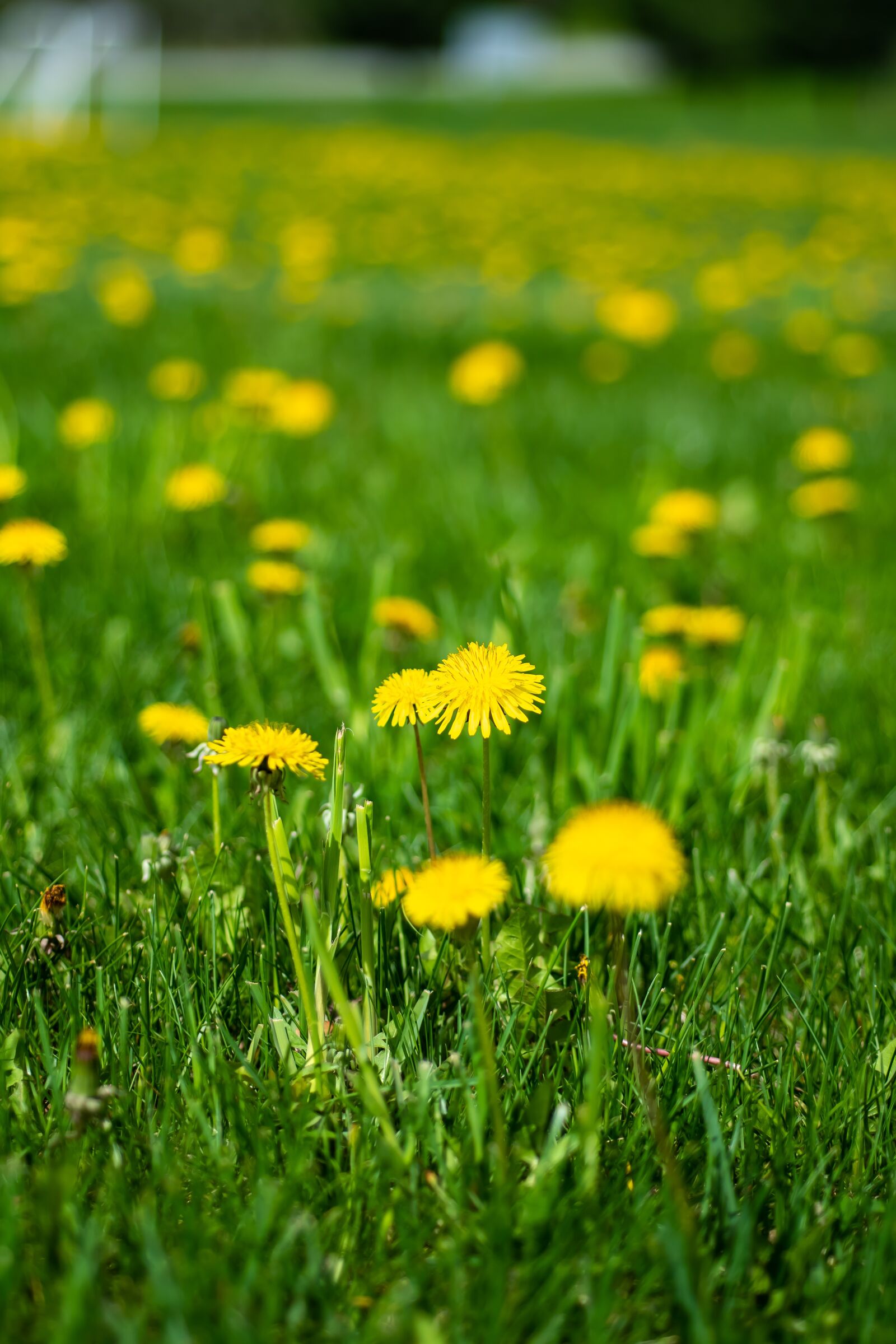 Nikon D500 sample photo. Grass, green, dandelion photography