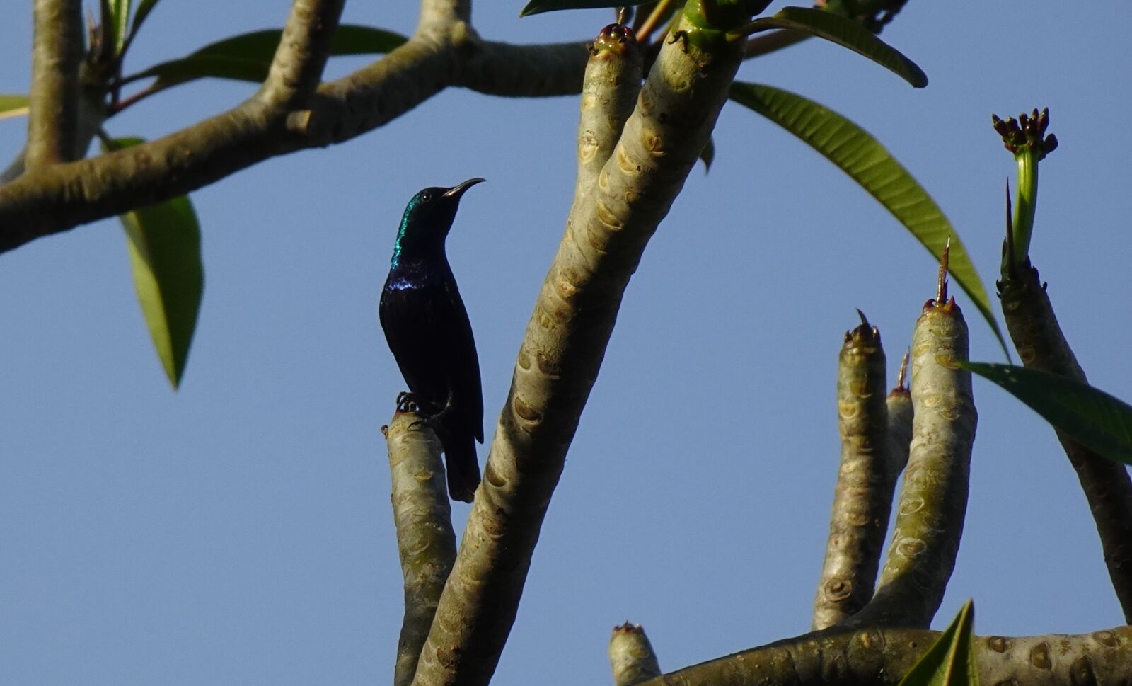 Sony DSC-WX800 sample photo. Bird, purple sunbird, cinnyris photography