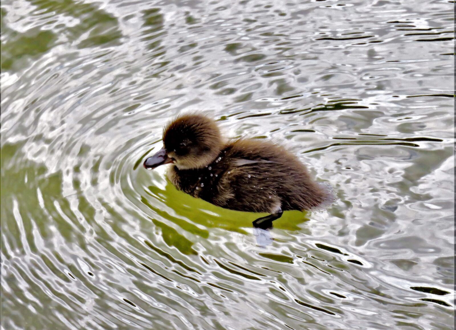 Canon PowerShot SX710 HS sample photo. Animal, ducklings, water bird photography