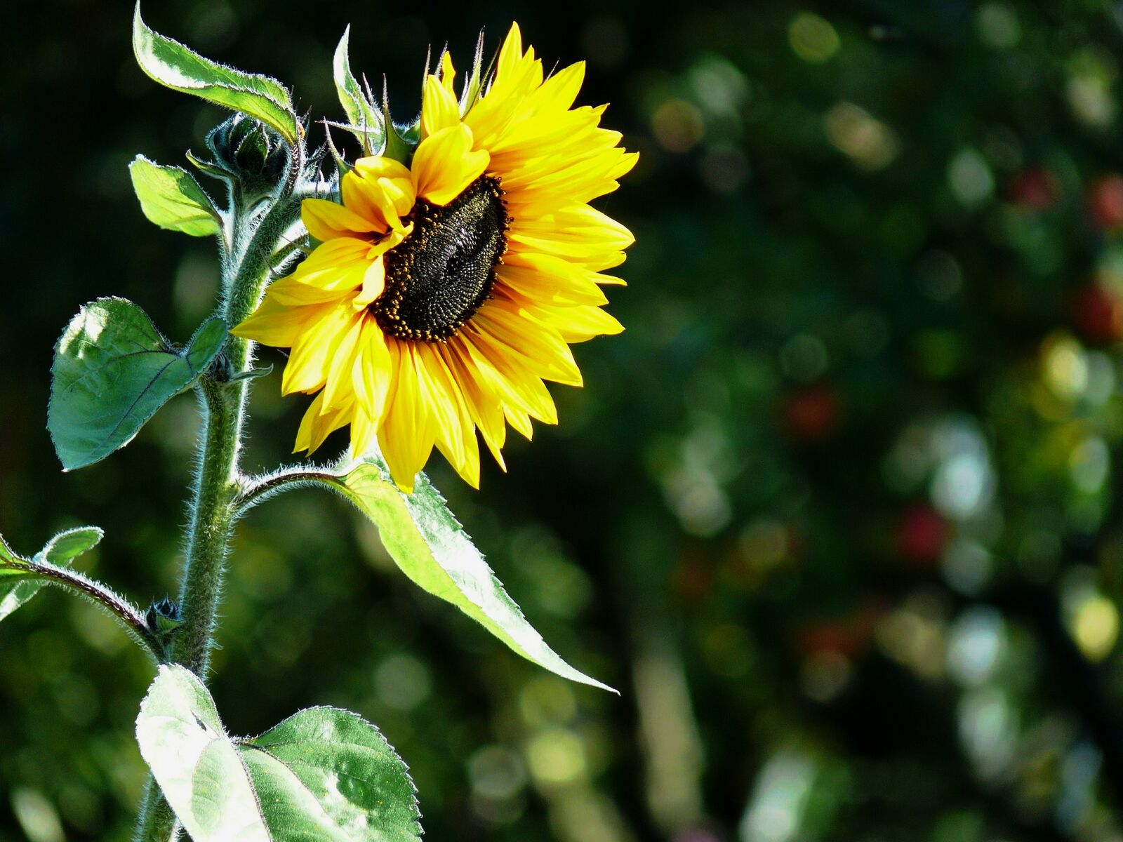 Leica V-LUX 1 sample photo. Sunflower, sunflower seeds, sunflower photography
