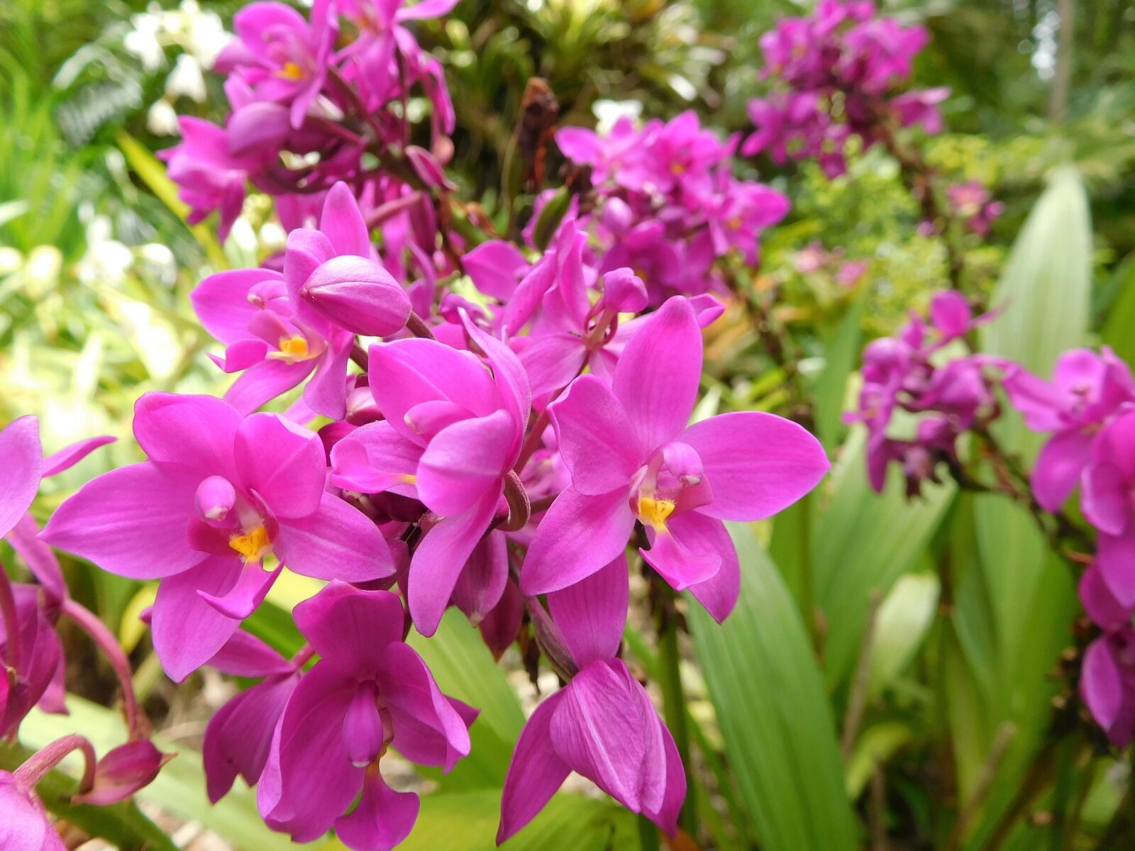 Nikon Coolpix S7000 sample photo. Orchids, flowers, plants photography