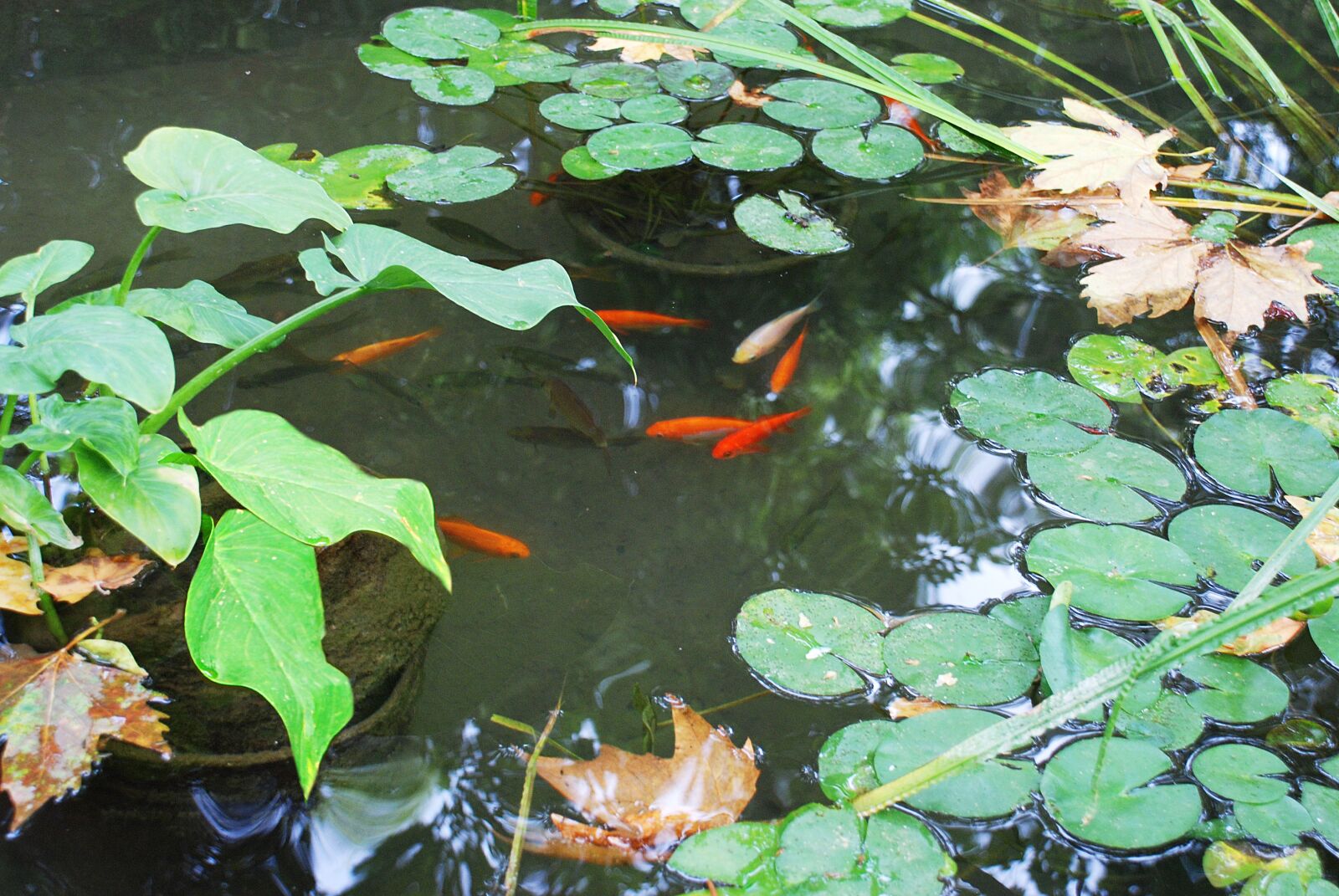Nikon D80 sample photo. Pond, red fish, botanical photography