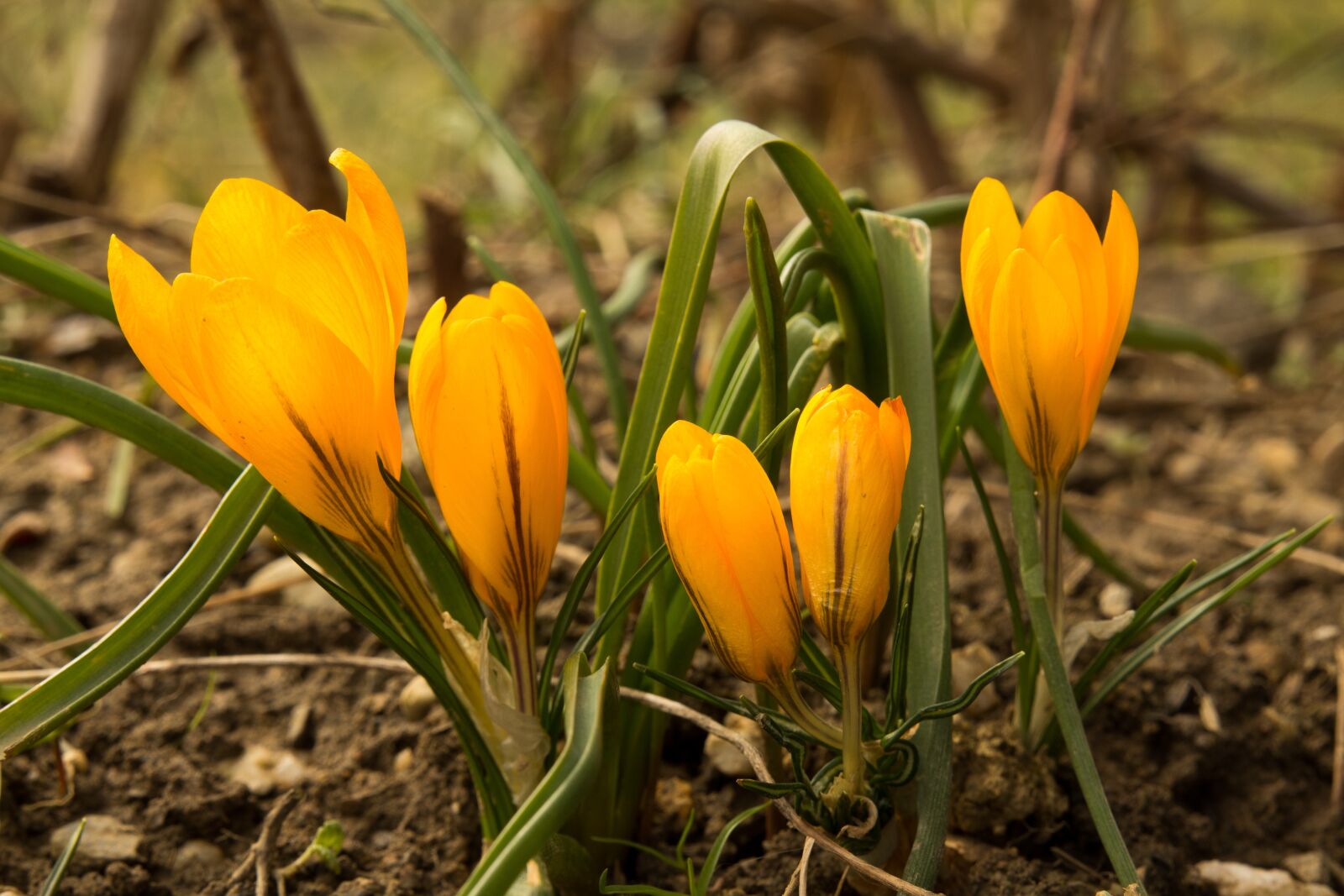 Canon EOS 60D sample photo. Nature, plant, flower photography