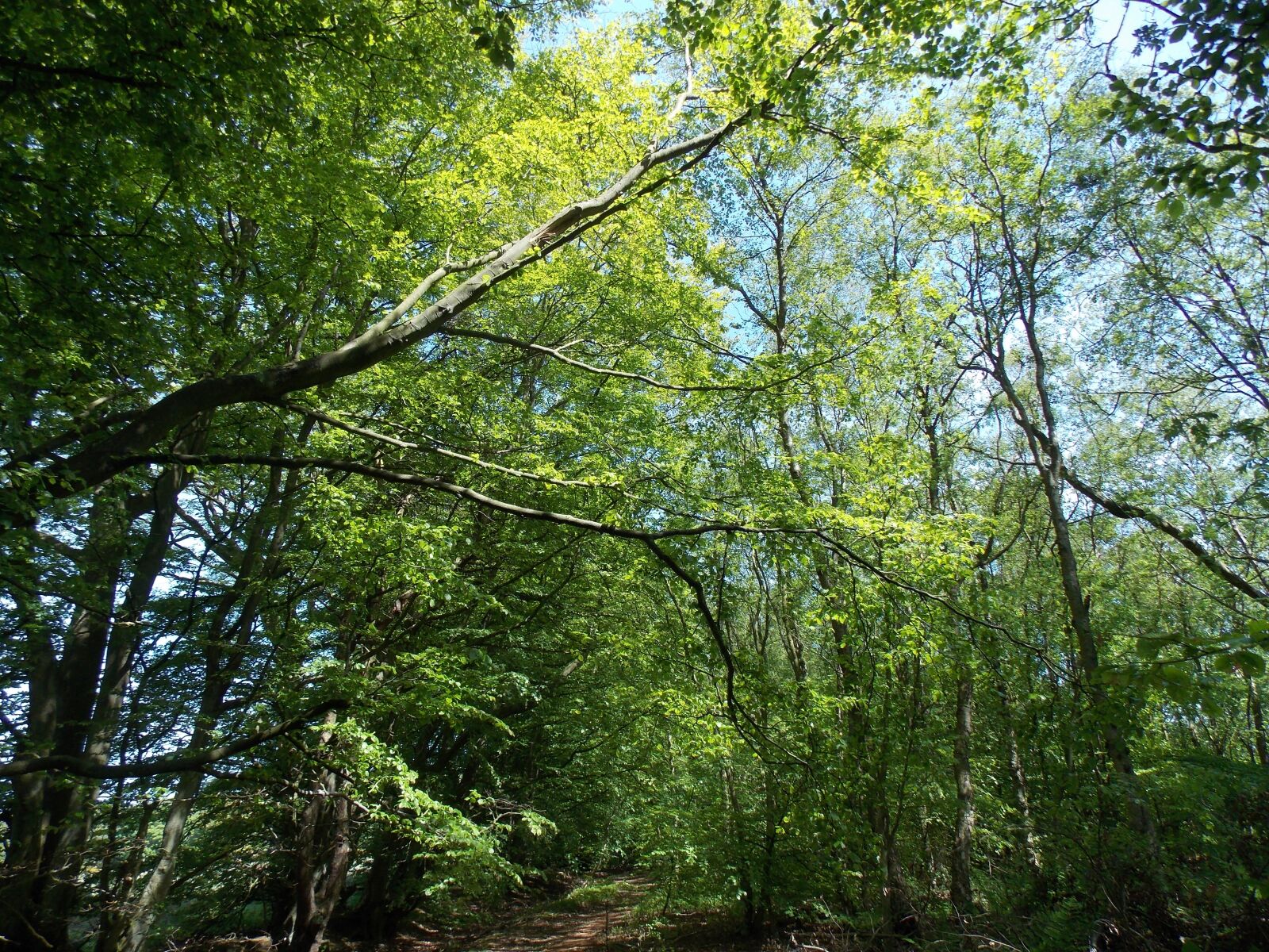 Nikon Coolpix L810 sample photo. Leaves, woods, forest photography