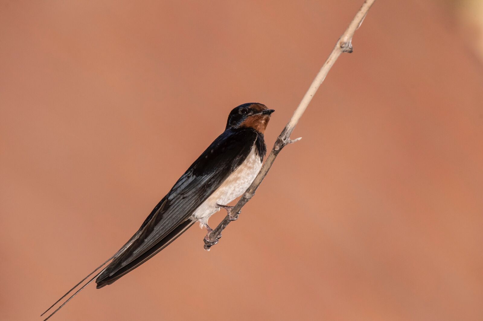 Nikon D810 sample photo. Swallow, nature, summer photography