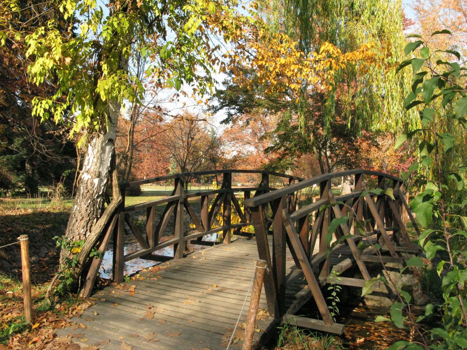Canon POWERSHOT G9 sample photo. Autumn trees, fall, autumn photography