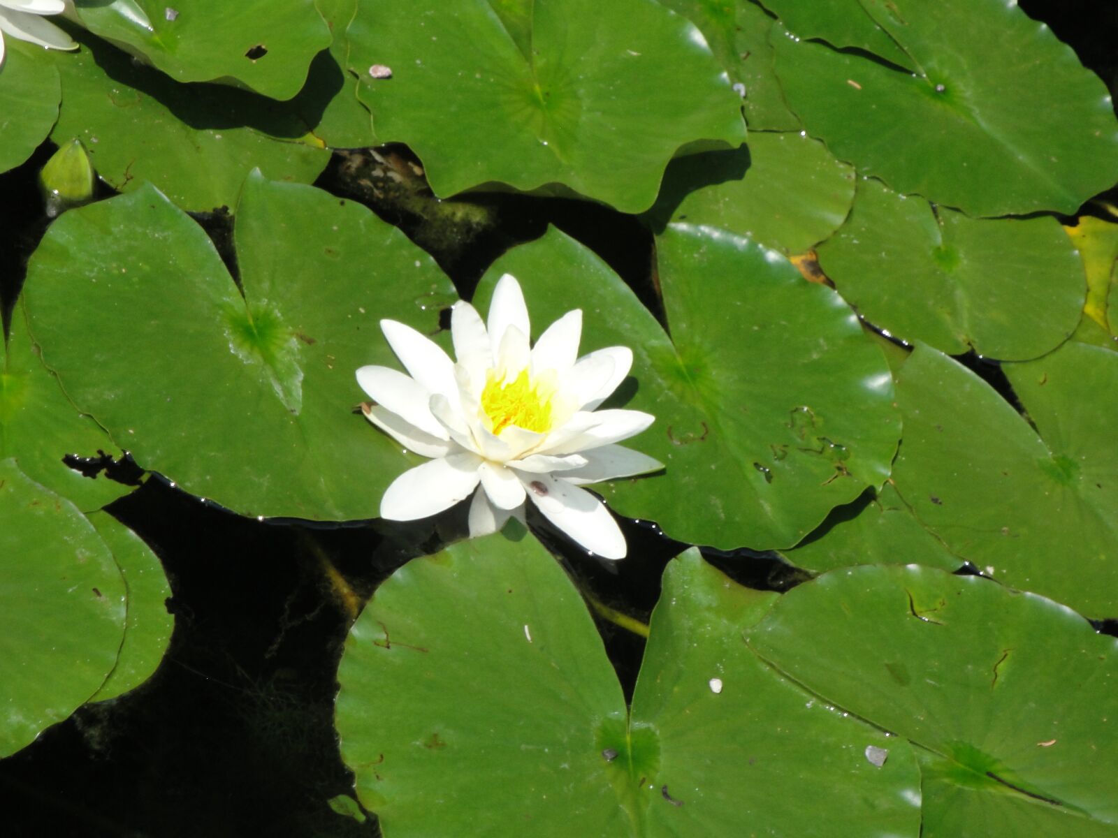 Sony Cyber-shot DSC-W290 sample photo. Flower, water lily, white photography