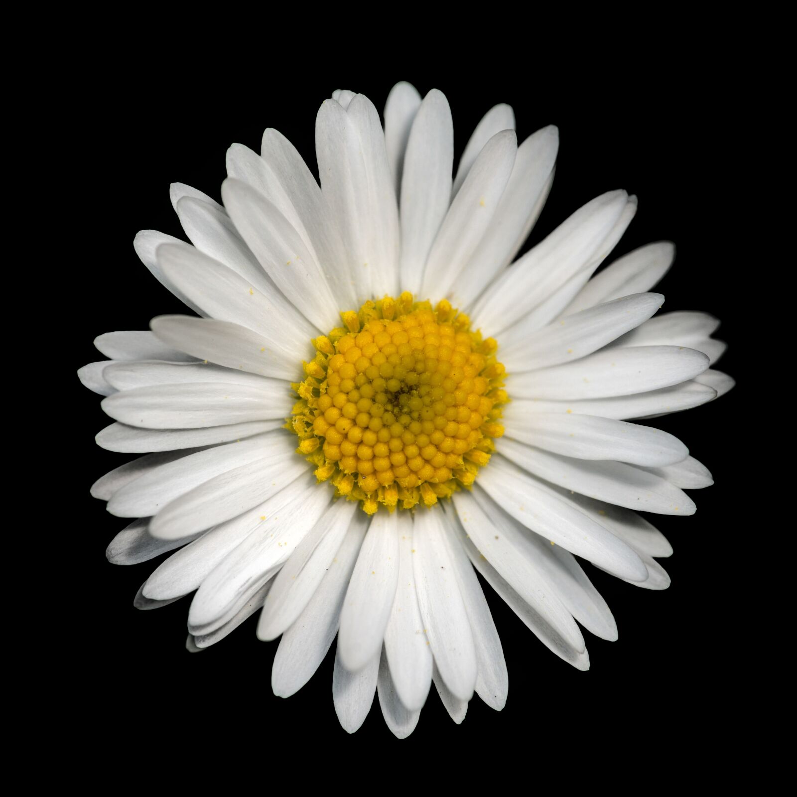 Nikon D800E sample photo. Daisy, flower, flowers photography