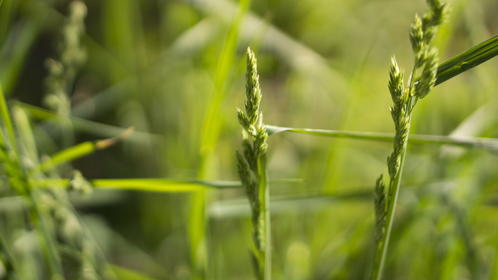 Sony Alpha NEX-7 + E 50mm F1.8 OSS sample photo. Nature, outside, grass, green photography