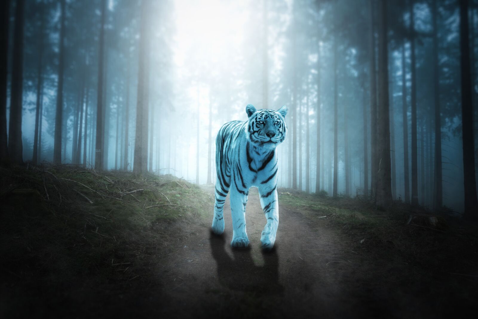 Nikon D5300 sample photo. Tiger, cat, animal world photography