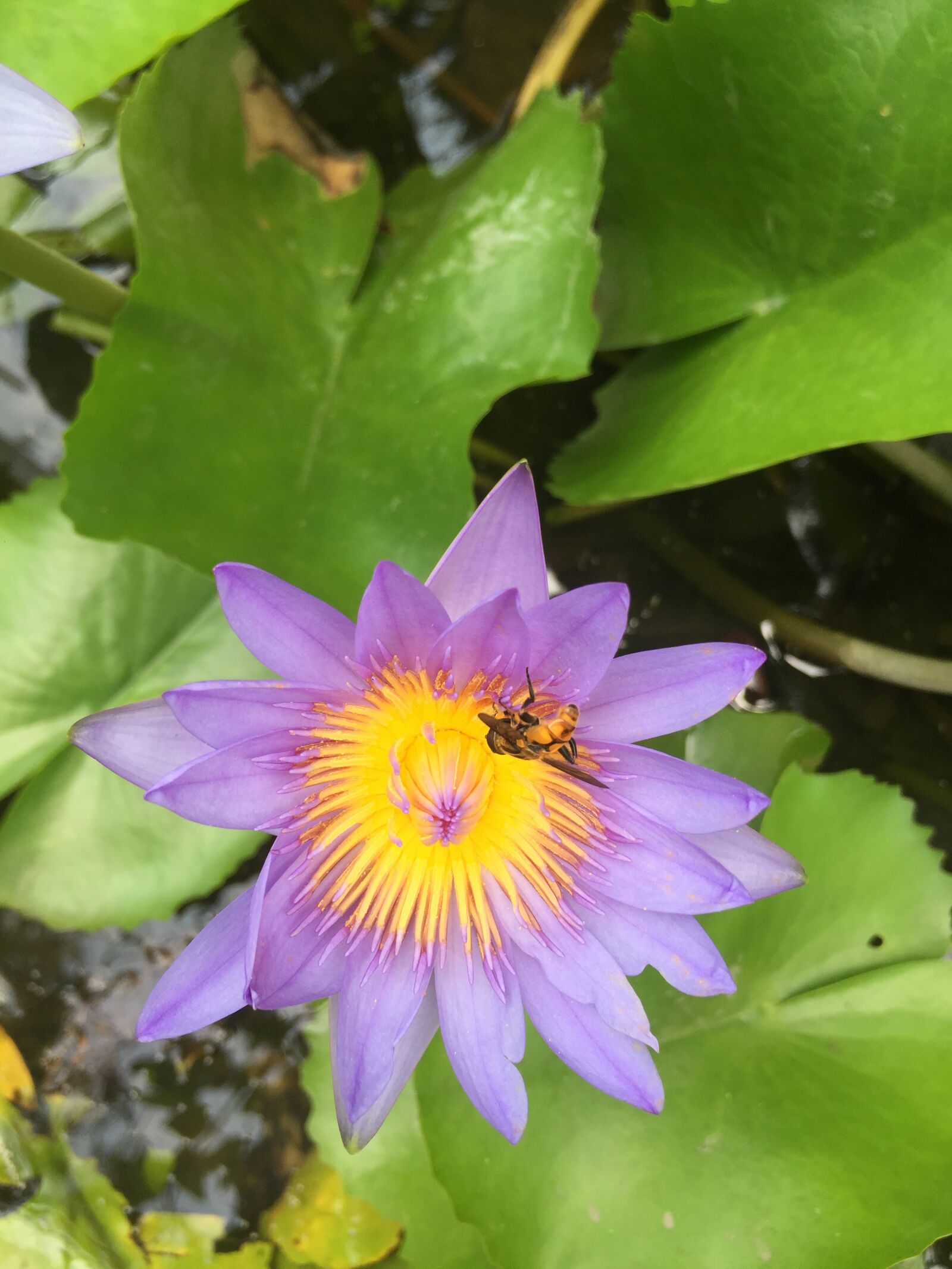 Apple iPhone 6 sample photo. Plant, flower, water photography