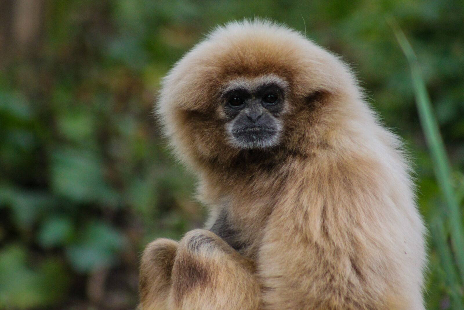 Canon EOS 500D (EOS Rebel T1i / EOS Kiss X3) sample photo. Monkey, fur, nature photography
