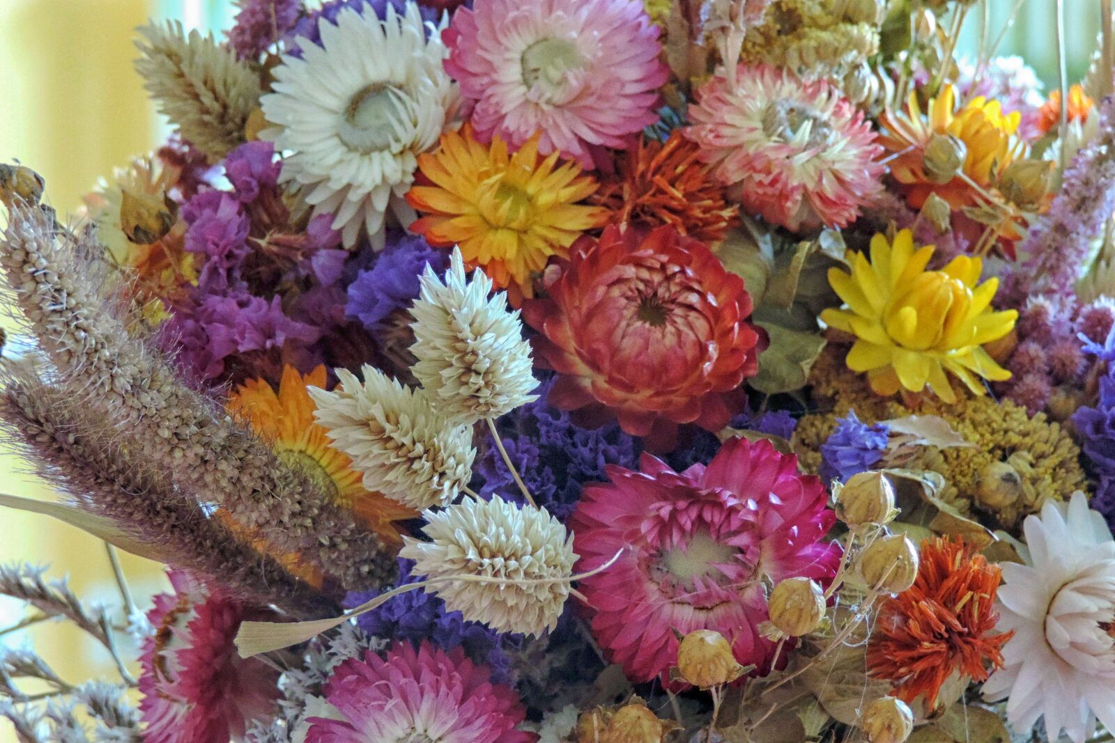 Nikon Coolpix P520 sample photo. Straw flowers, flower, nature photography