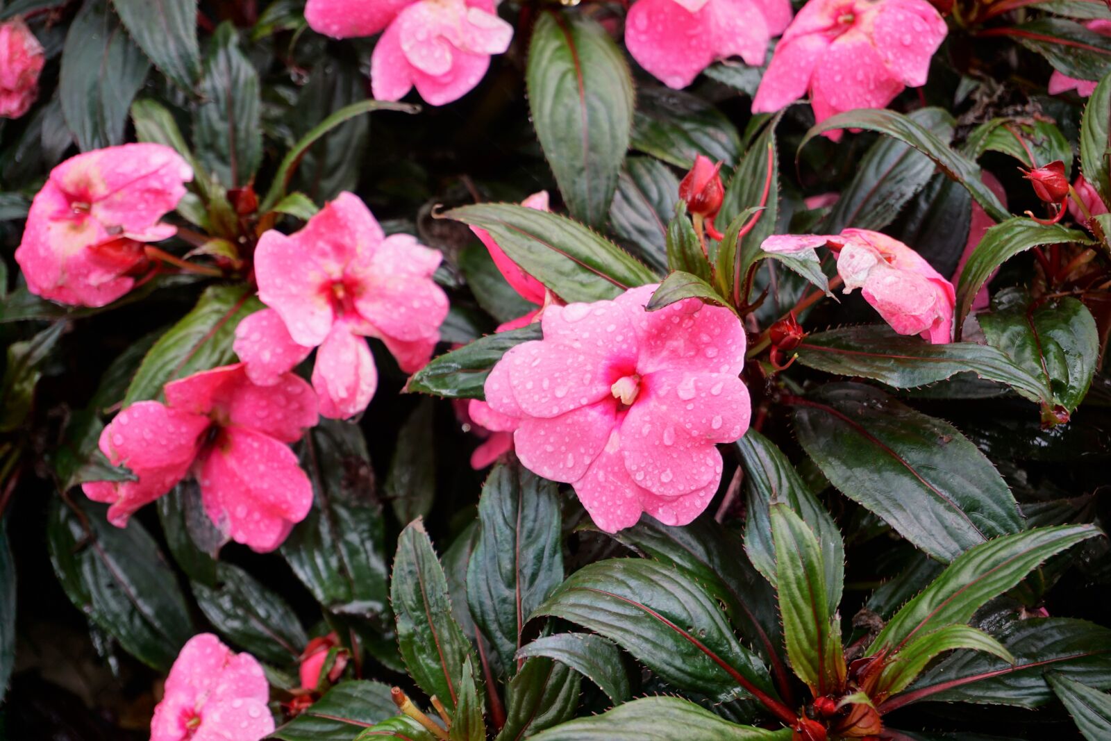Sony a6000 sample photo. Focus, magenta, pink, flowers photography