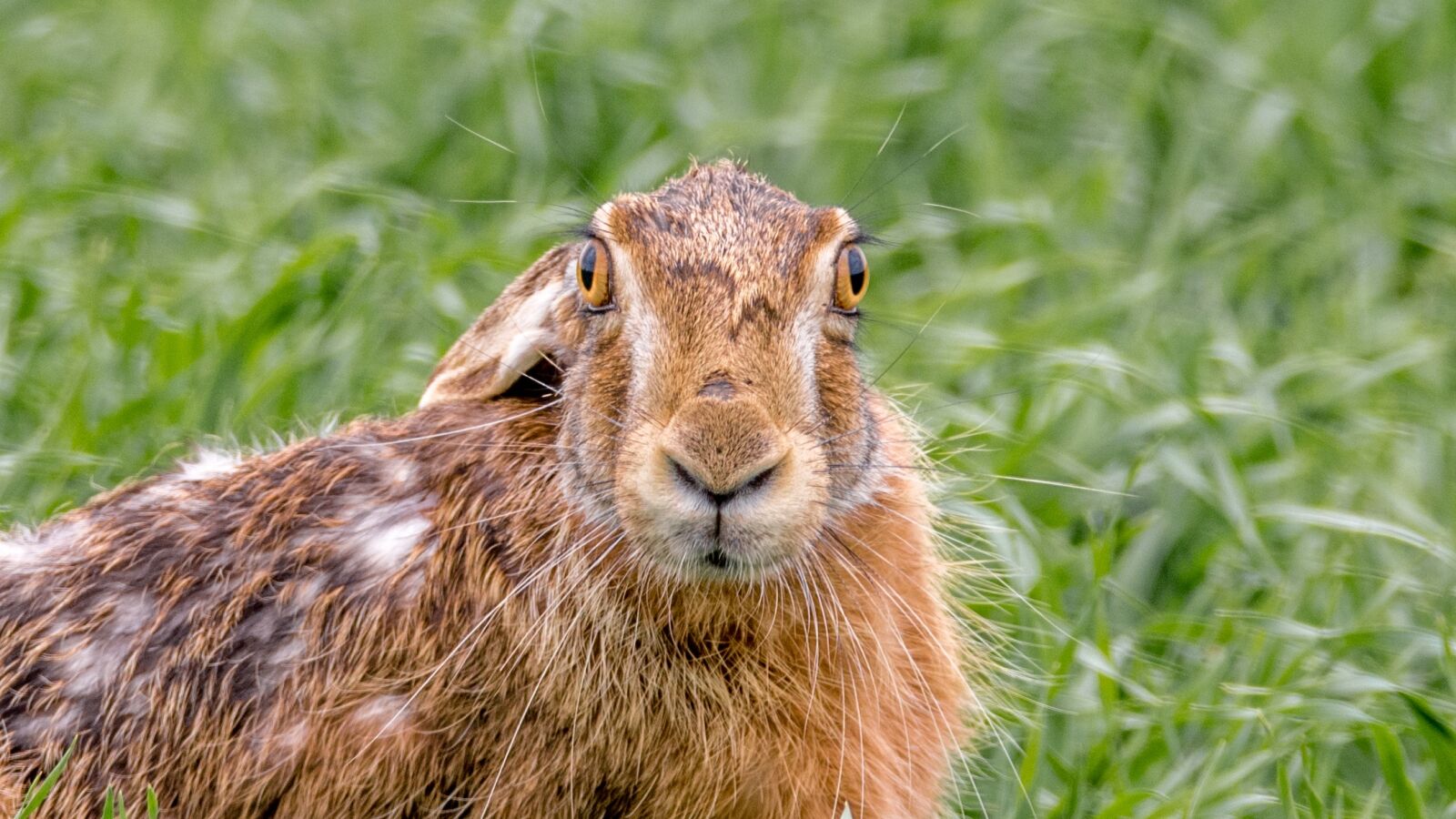 Tamron SP 150-600mm F5-6.3 Di VC USD sample photo. Hare field, hare, mammal photography