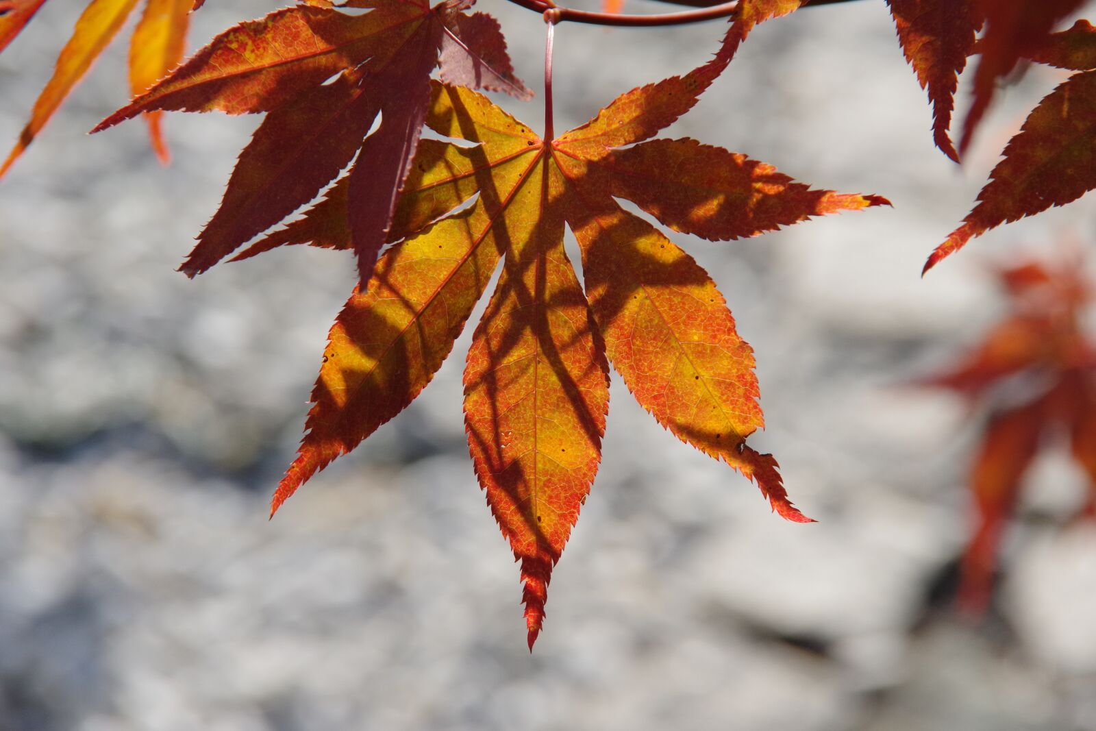 Pentax K-70 sample photo. Autumn, leaves, mood photography