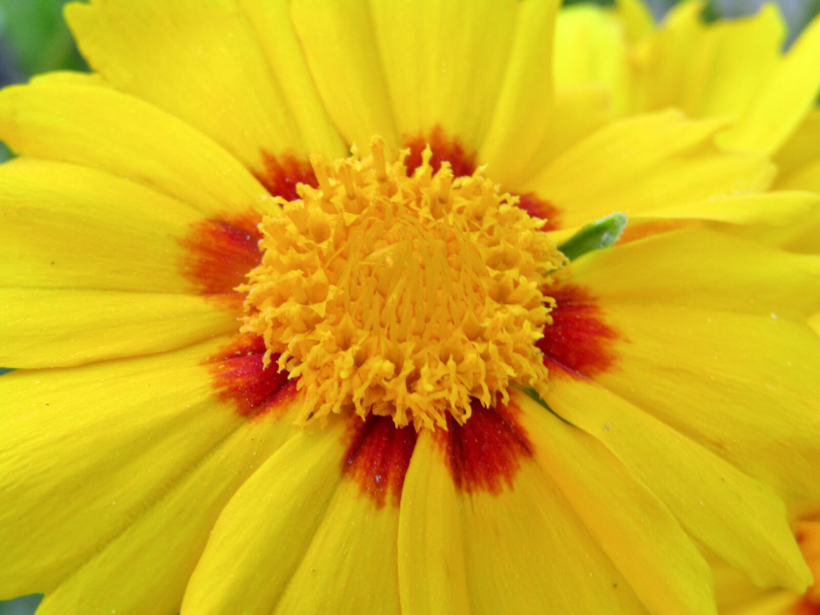 Canon POWERSHOT SX432 IS sample photo. Tick-seeds, coreopsis, large-flowered coreopsis photography