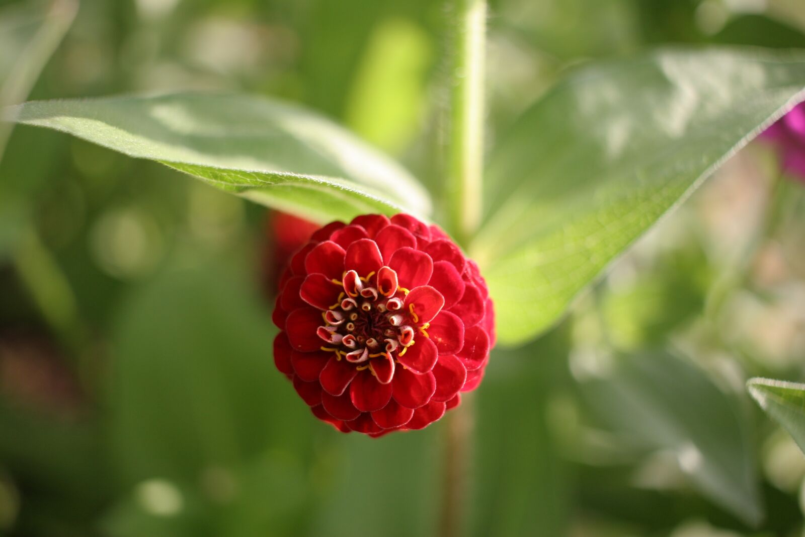 Canon EOS 20D sample photo. Zinnia, flower, red photography