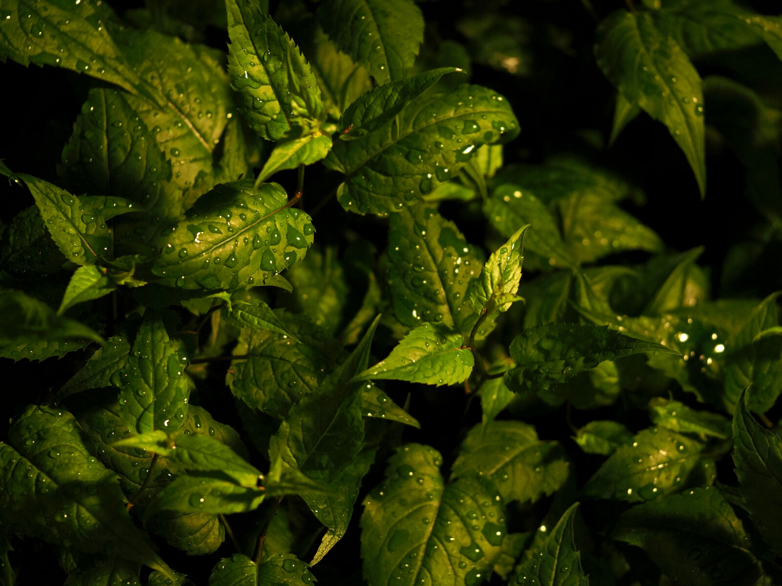 Olympus OM-D E-M1X sample photo