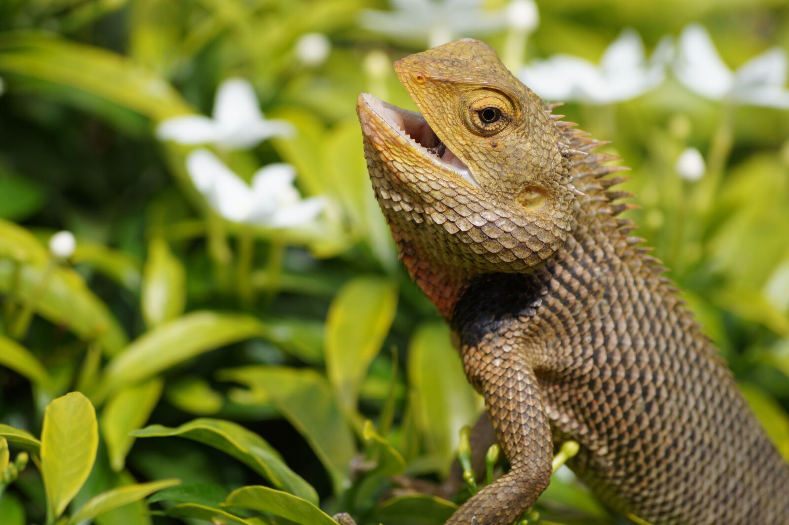 Sony SLT-A58 + Sony DT 55-200mm F4-5.6 SAM sample photo. Animal, lizard, reptile photography