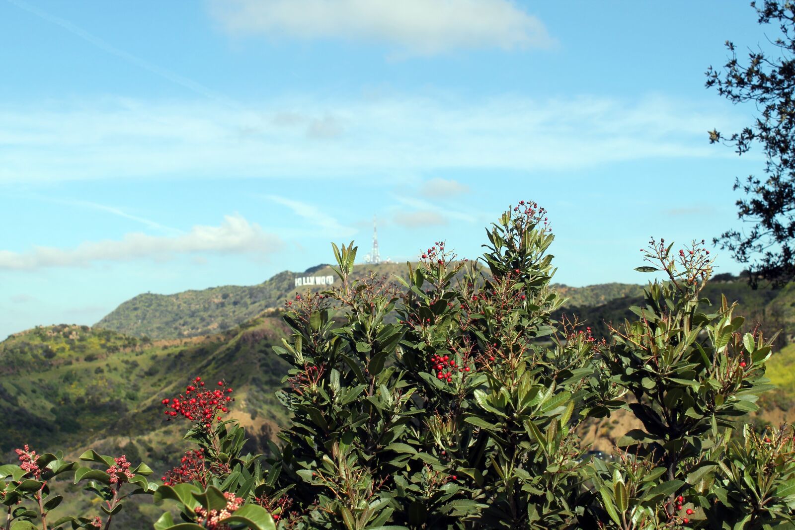 Canon EOS 1100D (EOS Rebel T3 / EOS Kiss X50) sample photo. California, plant, landscape photography