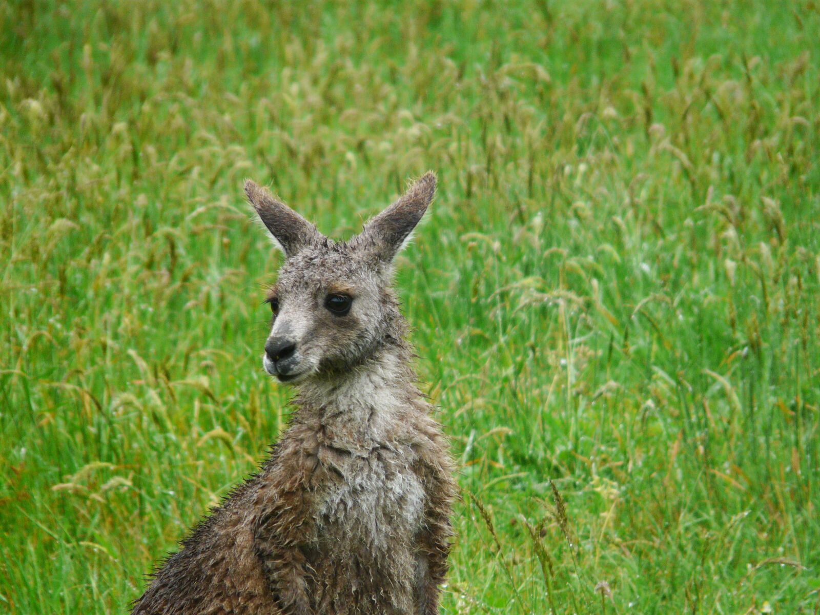 Panasonic DMC-FZ18 sample photo. Kangaroo, australia, animal photography