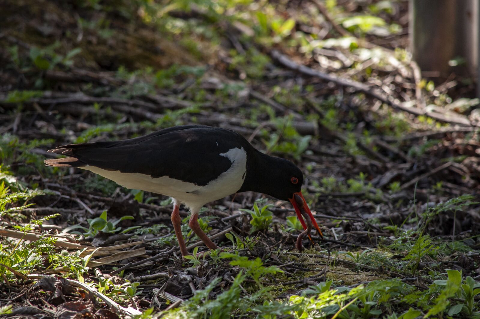 Nikon D5000 sample photo. Oyster catcher, bird, animal photography