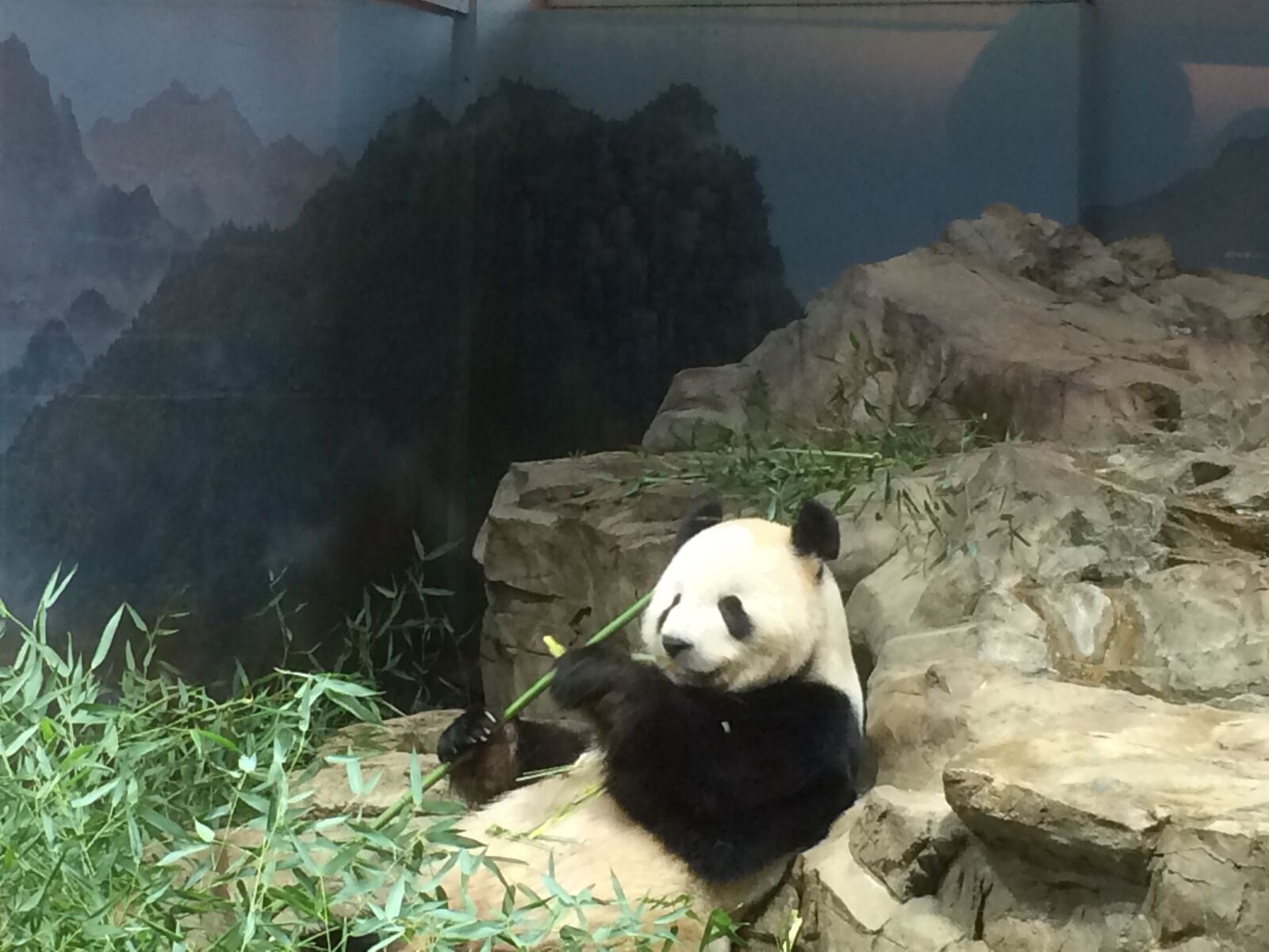 iPhone 5s back camera 4.15mm f/2.2 sample photo. National, zoo, panda photography