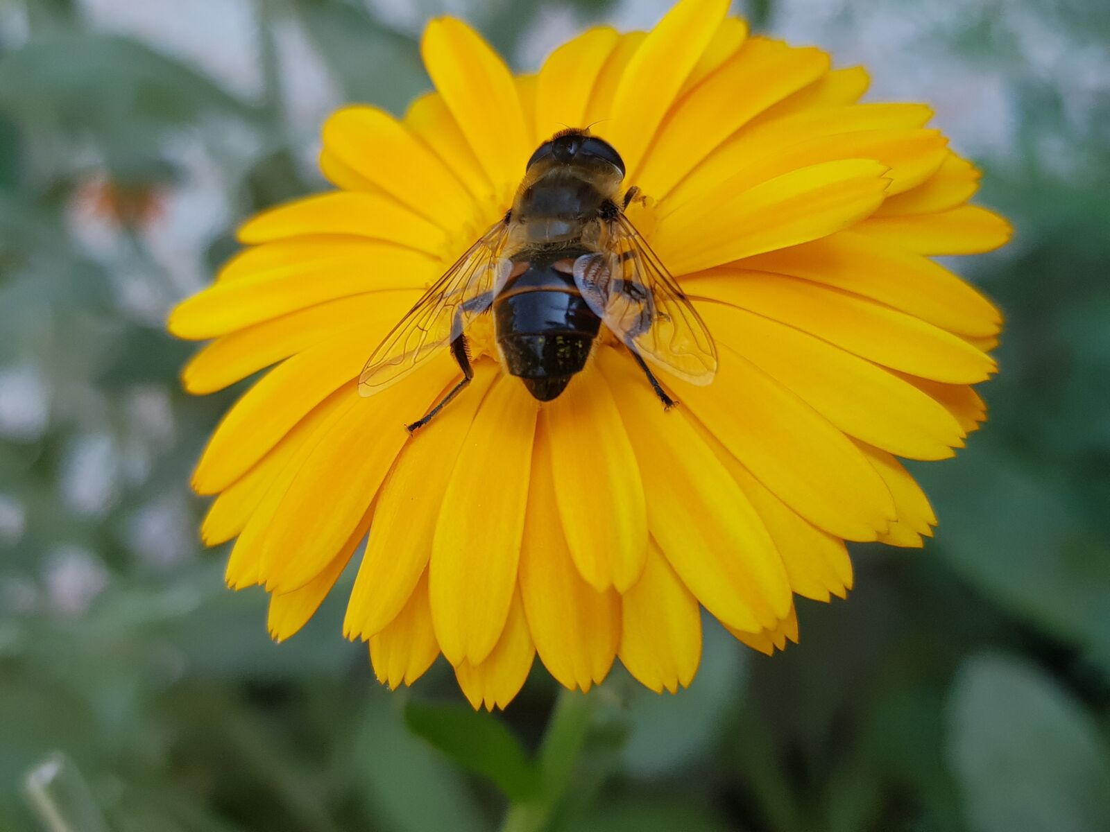 Samsung Galaxy S8+ sample photo. Flower, flowers, garden photography