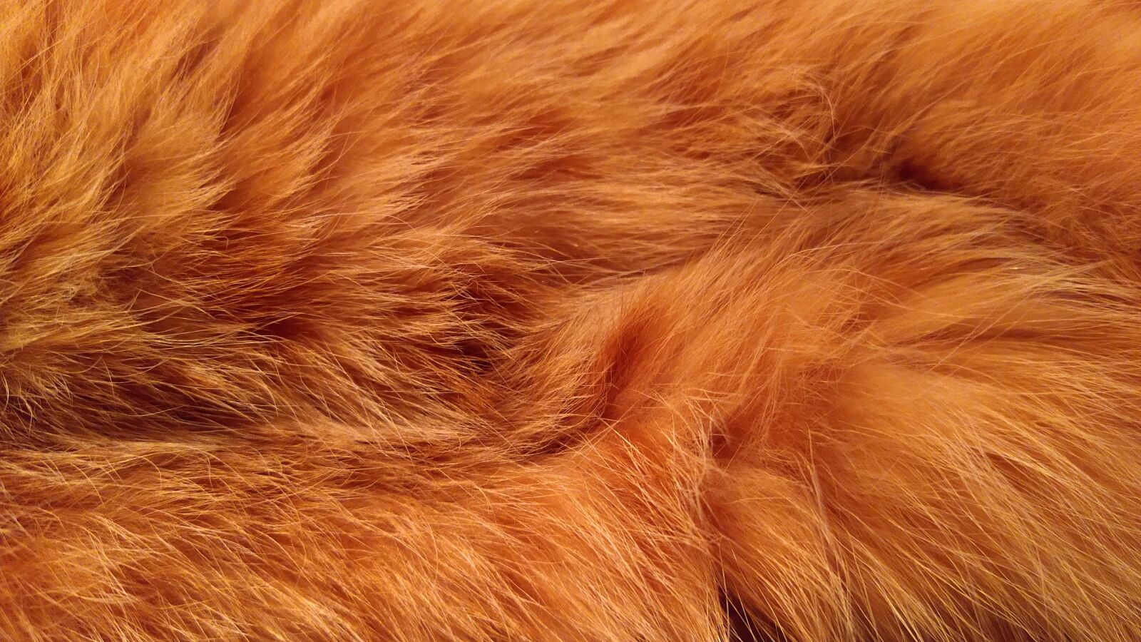 Motorola moto g(8) plus sample photo. Cat fur, cat, domestic photography