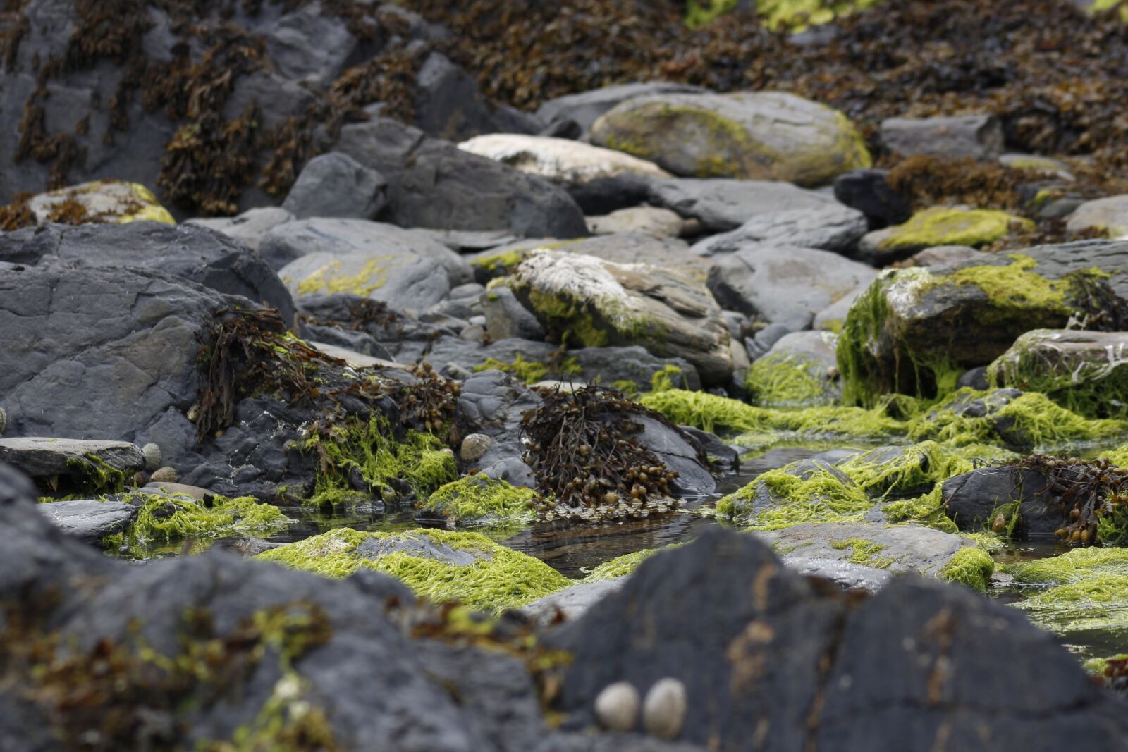 Canon EF 75-300mm f/4-5.6 USM sample photo. Seaweed, rocks, water photography