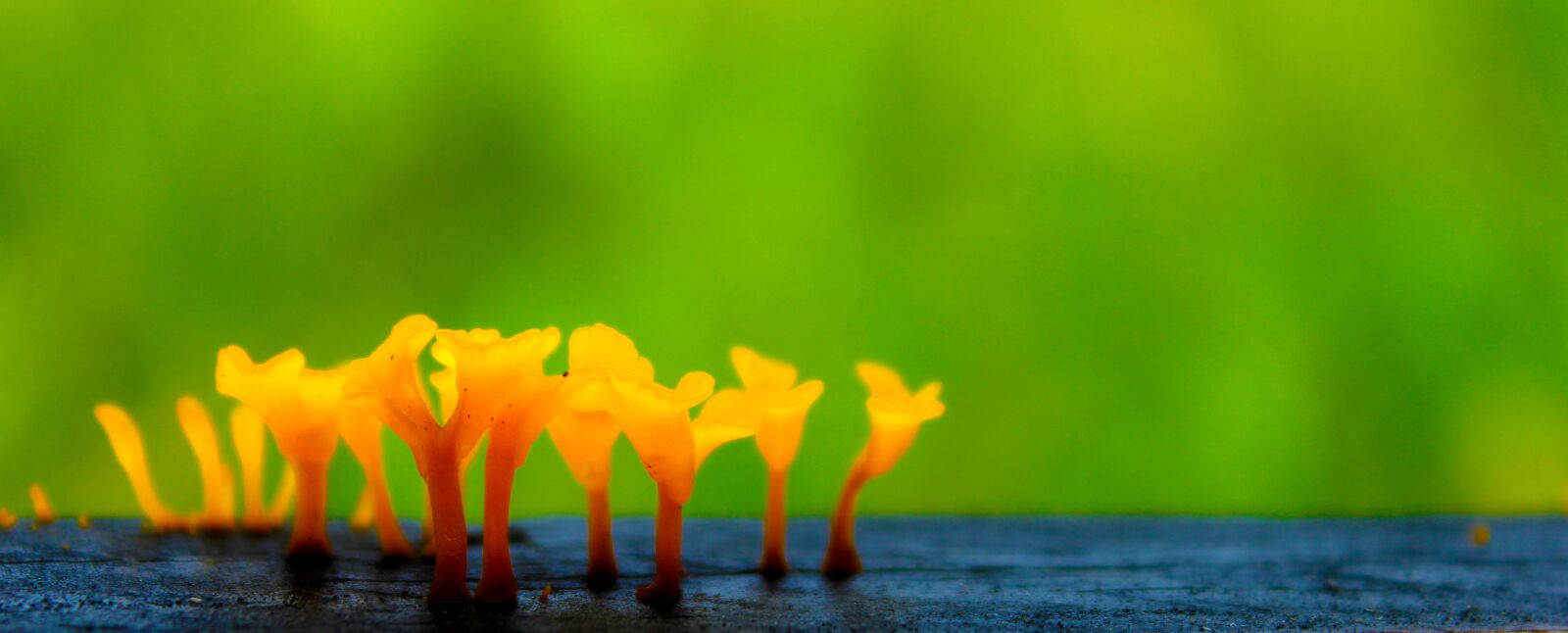 Canon EOS 60D sample photo. Flora, mushroom, fungi photography