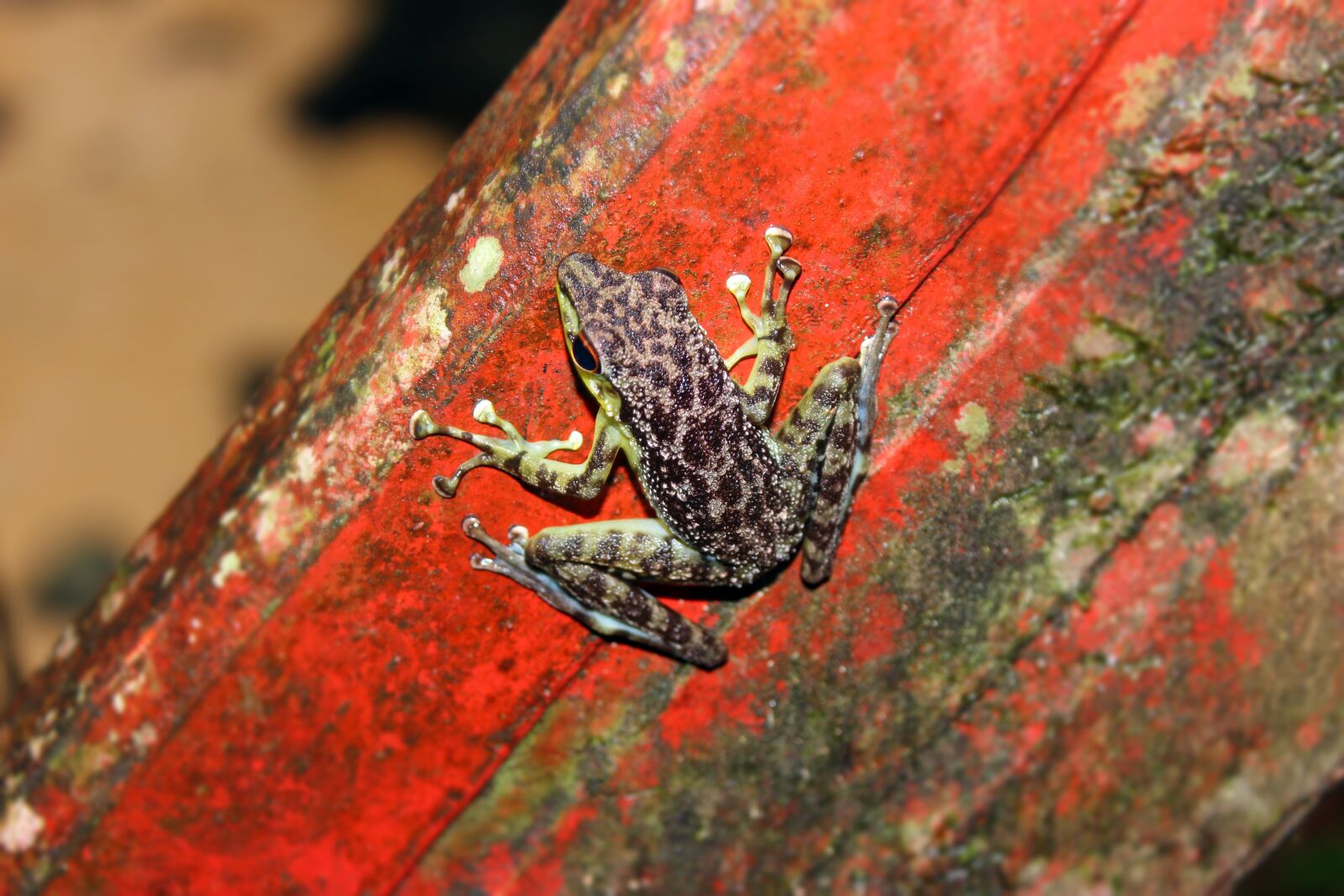 Canon EOS 600D (Rebel EOS T3i / EOS Kiss X5) sample photo. Frog, nature, fauna photography