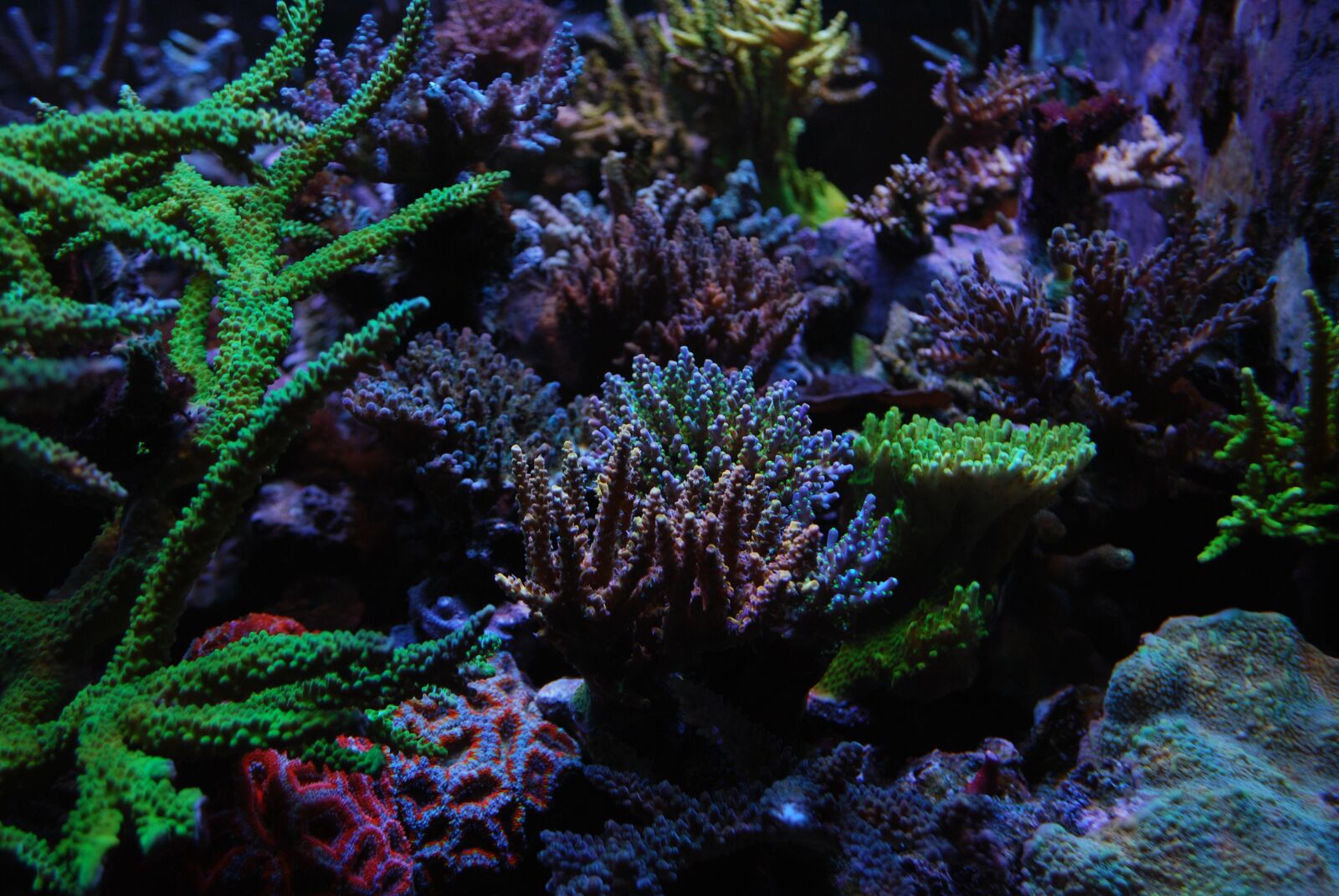 Nikon D60 sample photo. Reef tank, sps, corals photography