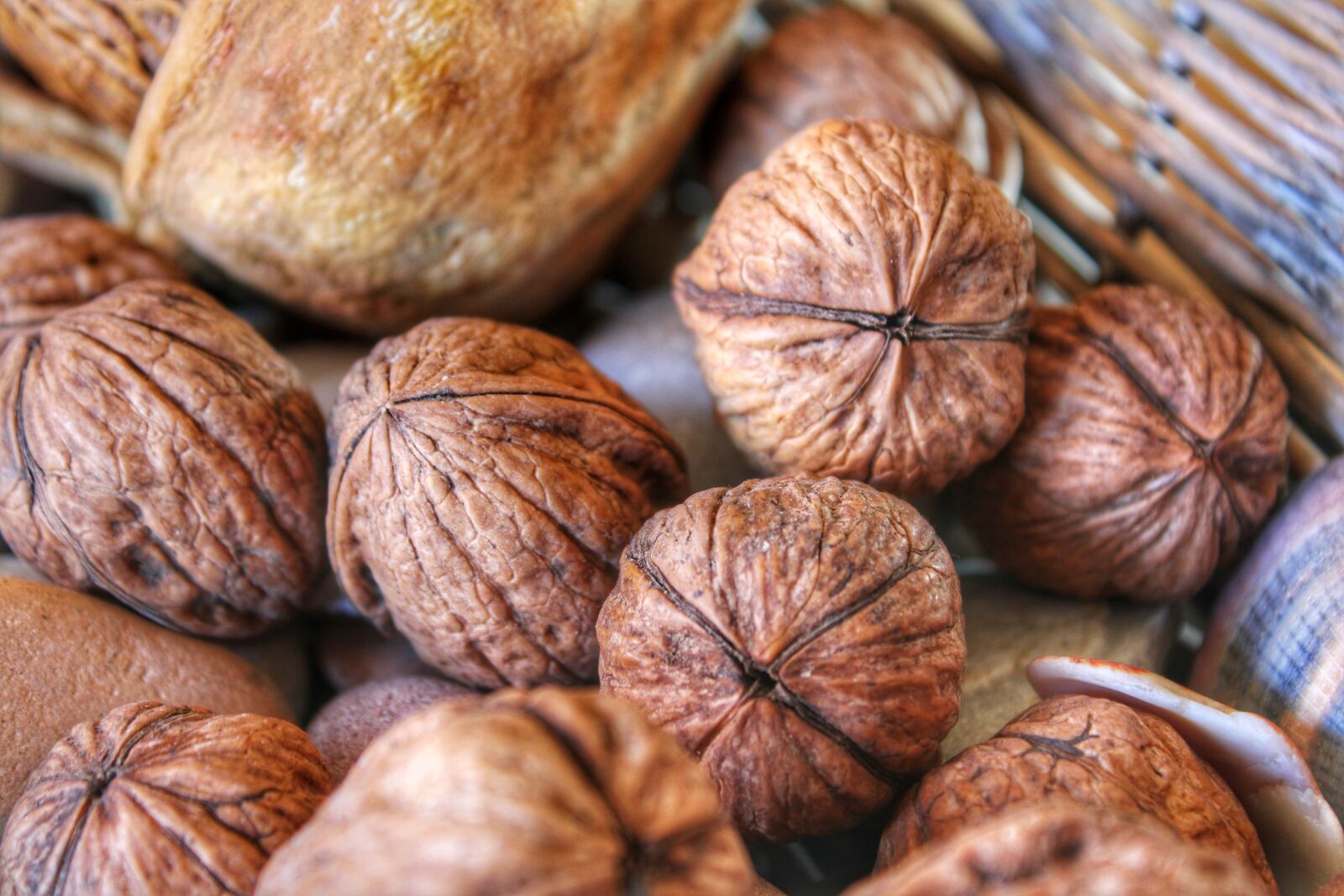 Canon EOS 2000D (EOS Rebel T7 / EOS Kiss X90 / EOS 1500D) sample photo. Walnut, nut, brown photography