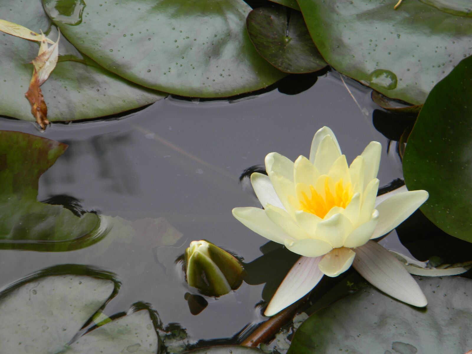 Nikon Coolpix L110 sample photo. Water lily, white water photography