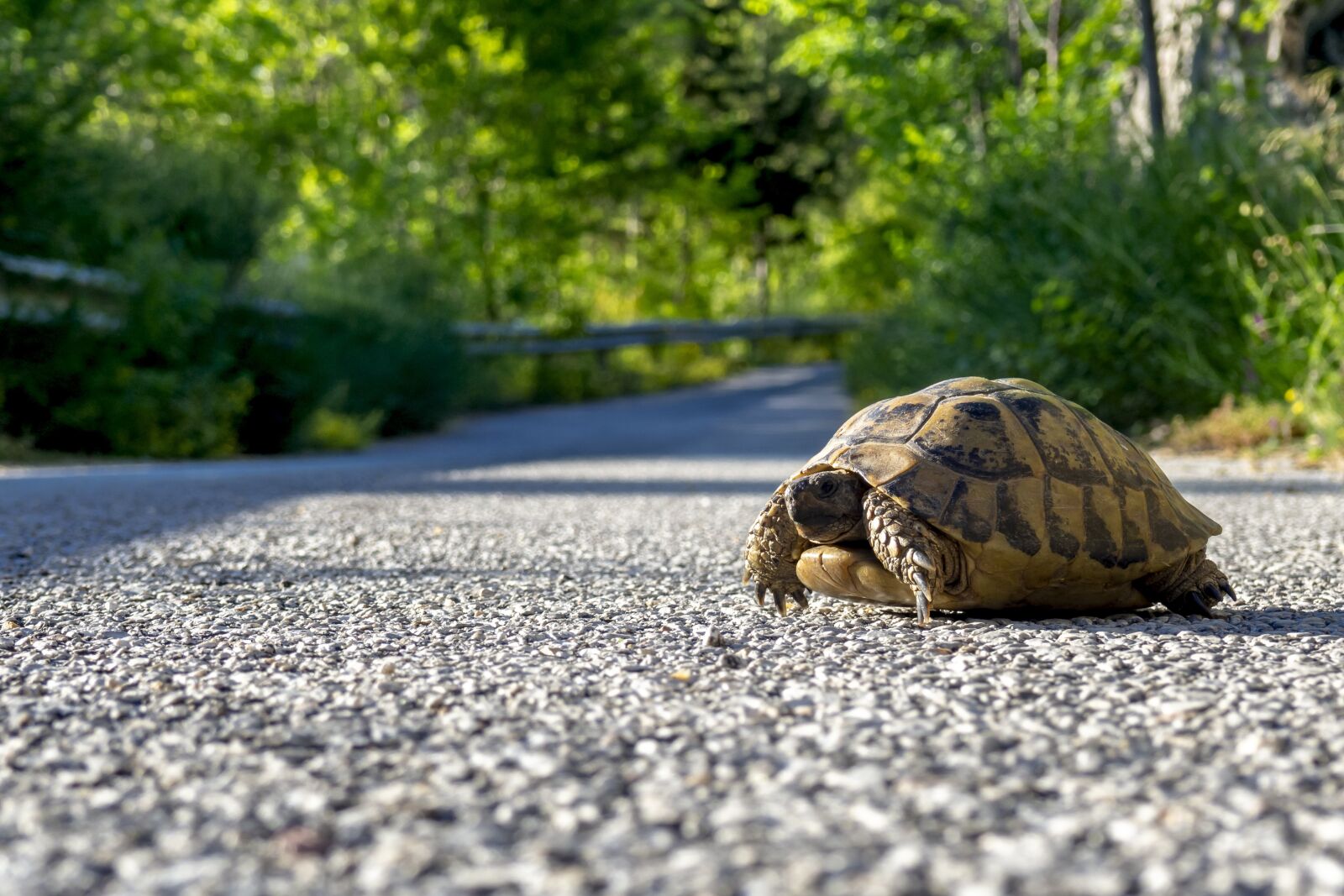 Olympus OM-D E-M10 III sample photo. Turtle, shell, road photography