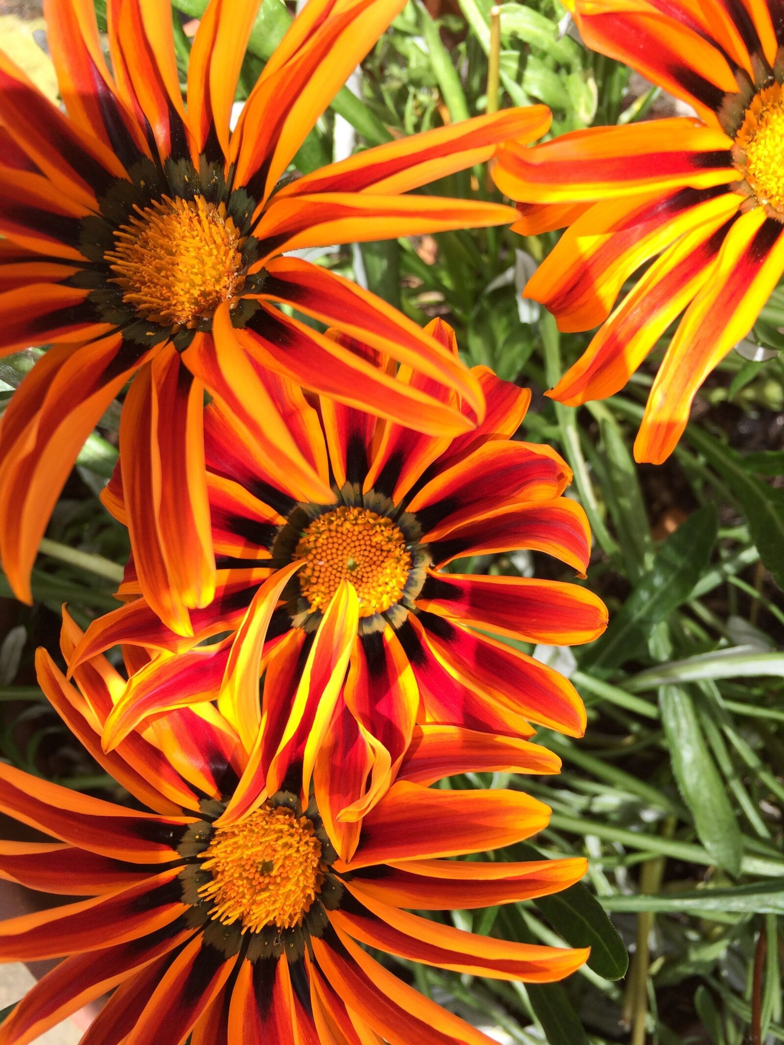 Apple iPhone 5s sample photo. Gerbera, orange flower, gardening photography